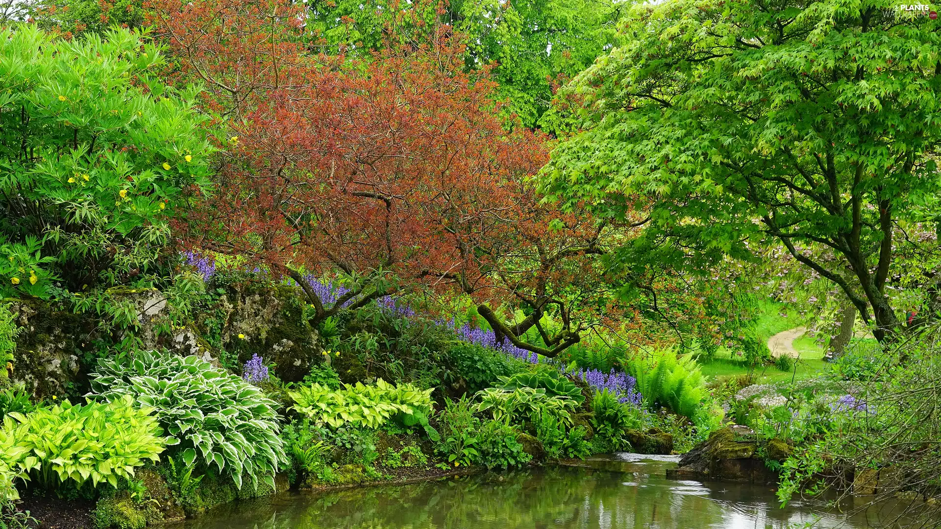 Sezincote Park, England, trees, viewes, Pond - car, Gloucestershire County