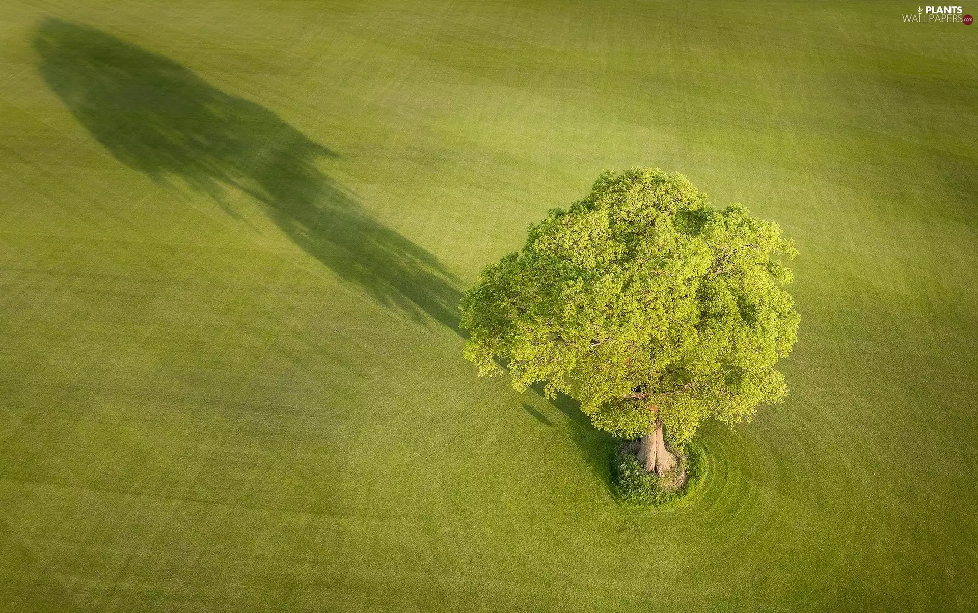 Field, shadow, Aerial View, trees