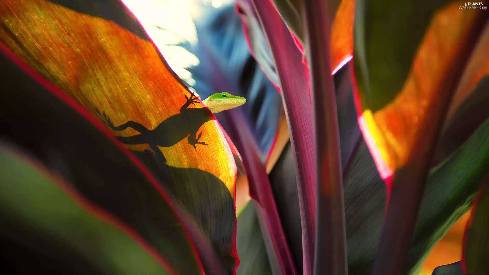 lizard, color, Leaf, shadow