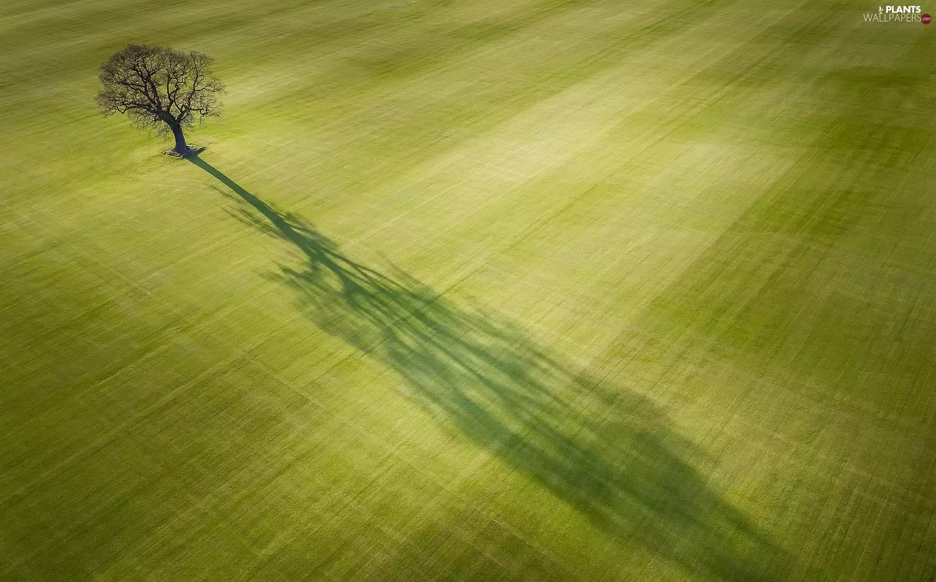 shadow, Field, trees