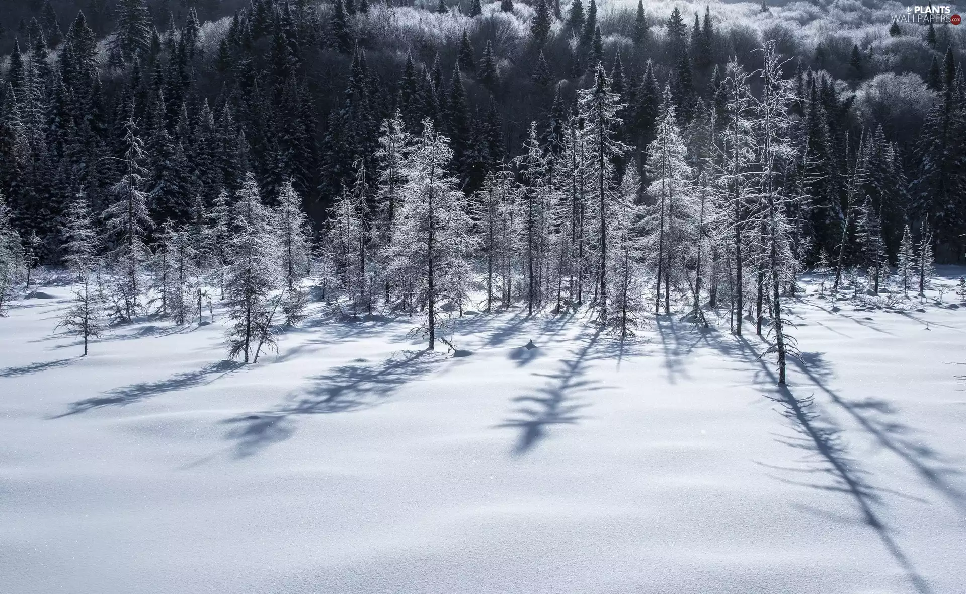 viewes, winter, incident, shadow, forest, trees