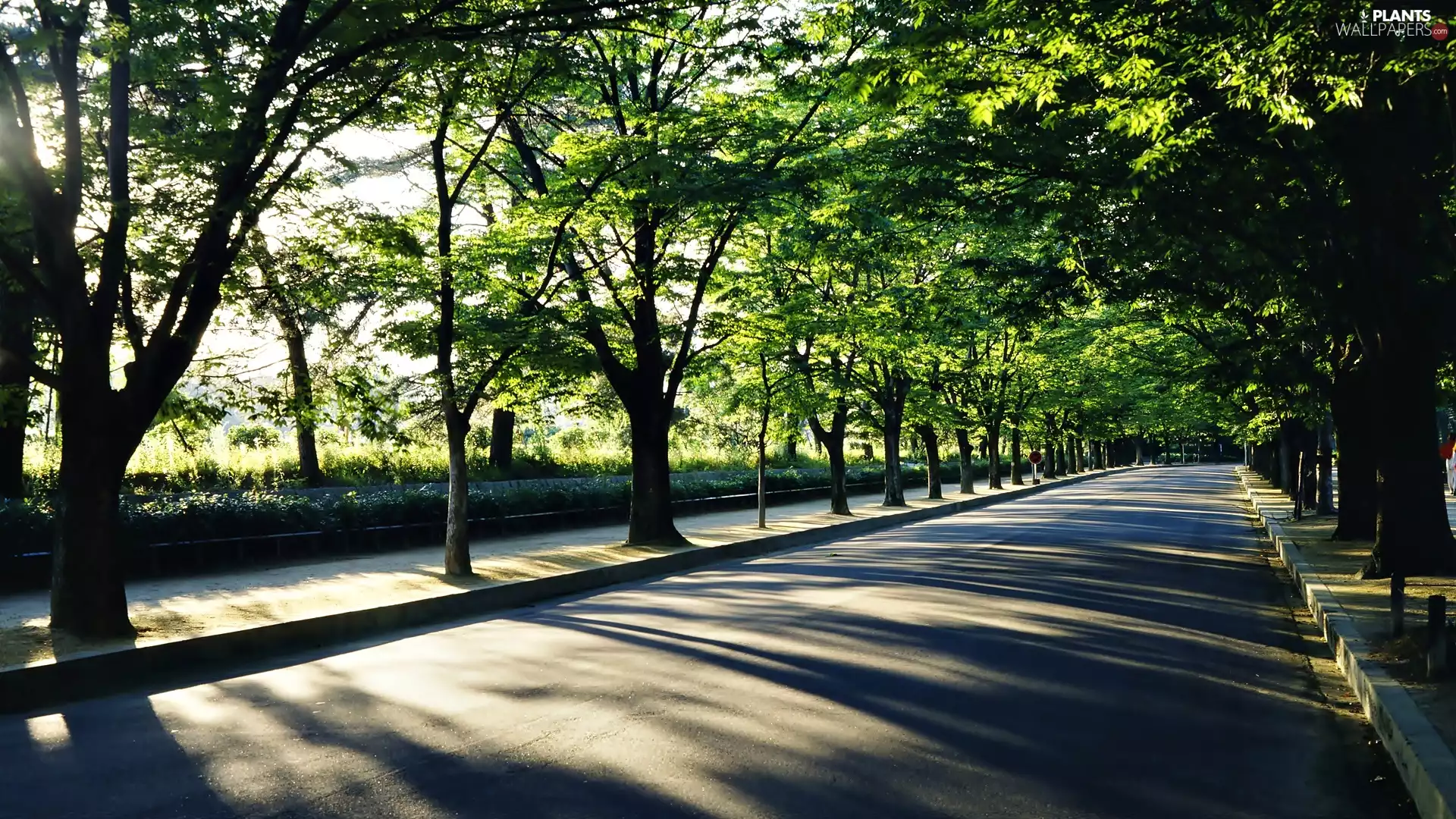 alley, shadow, trees, viewes, Park