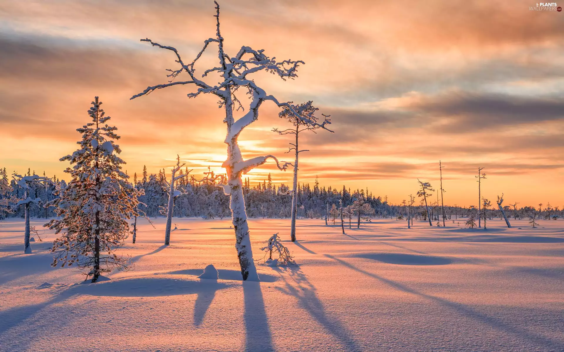 viewes, winter, Snowy, shadow, leafless, trees