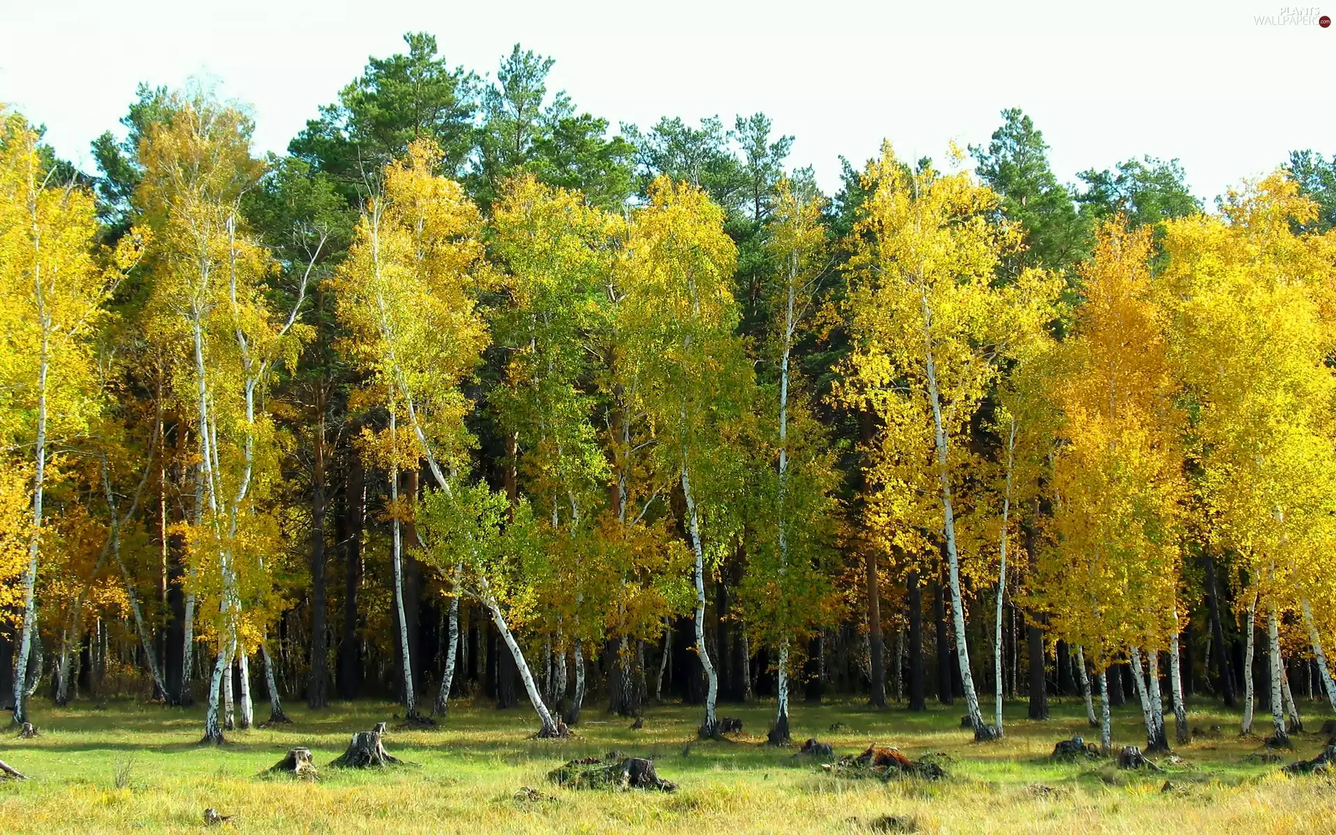 sun, Birch Wood, luminosity, ligh, autumn, flash, shadow