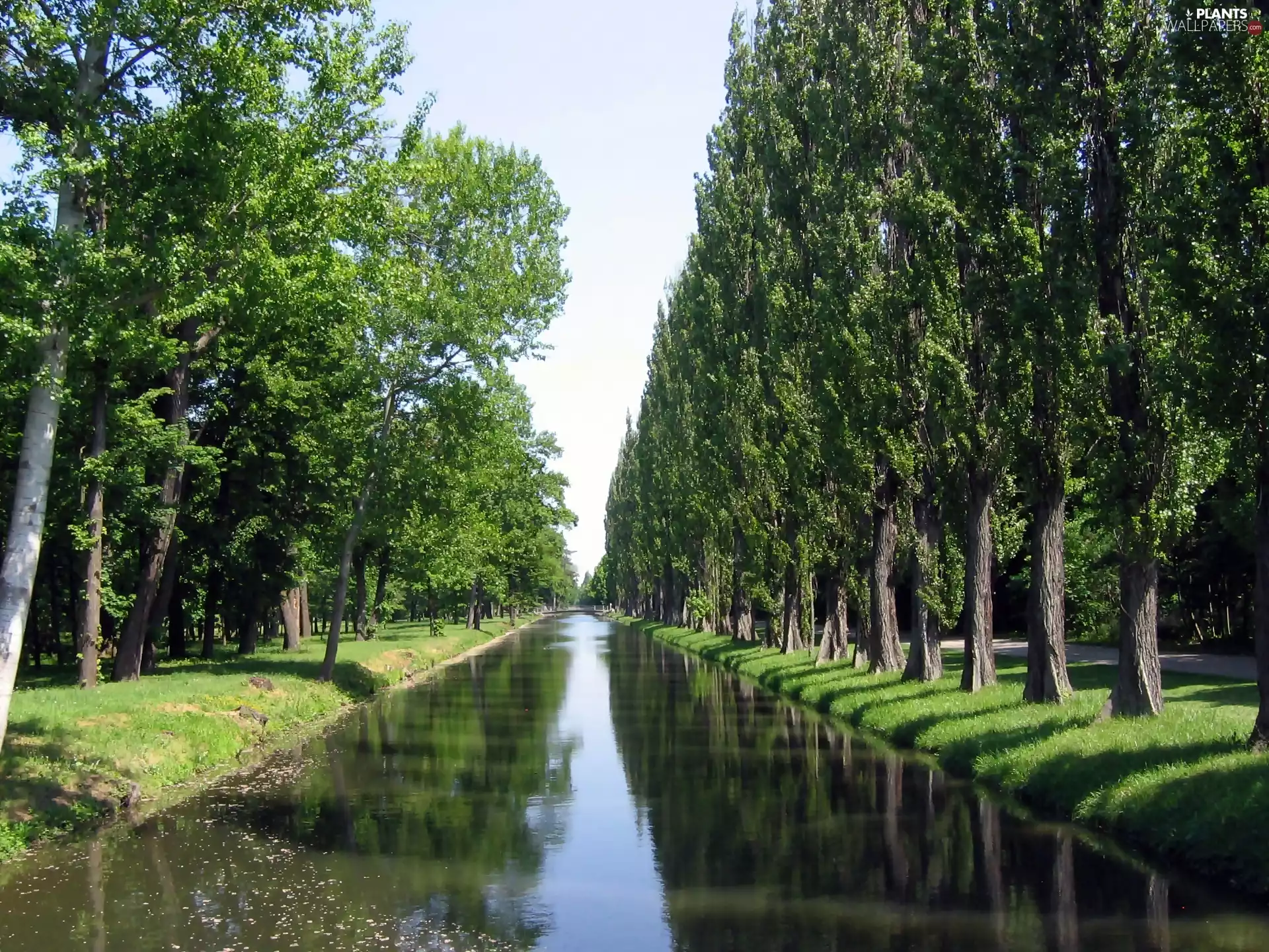 River, shadows, alley, Poplar, Park