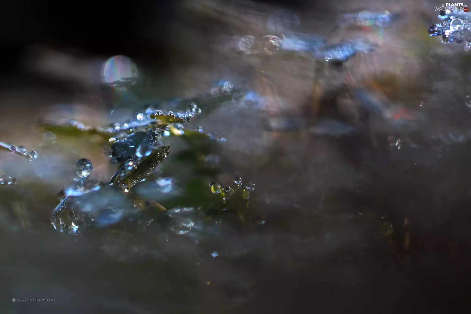 shadows, Leaf, droplets