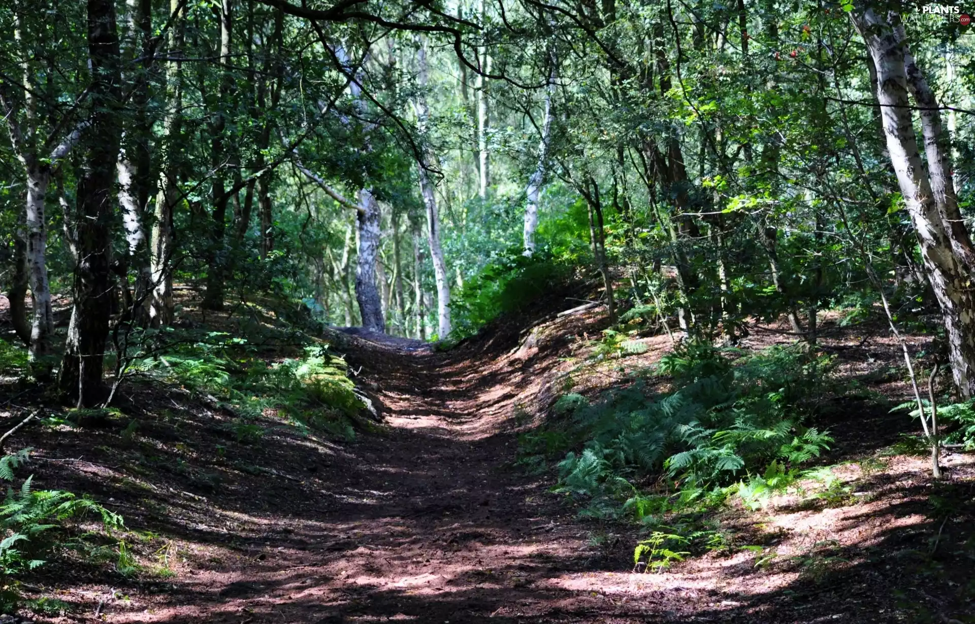 game, shadows, trees, viewes, forest