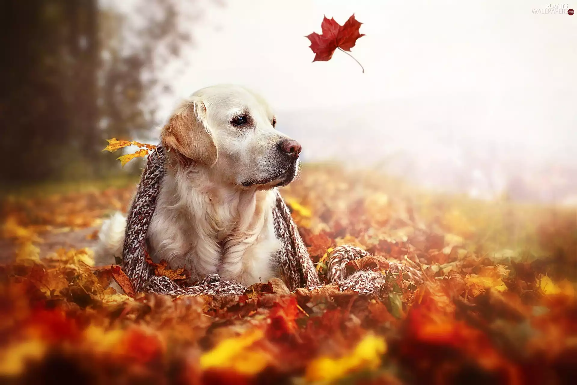 autumn, Golden Retriever, shawl, Leaf, dog
