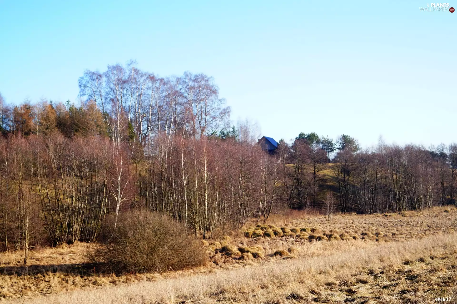Field, trees, viewes, sheaves