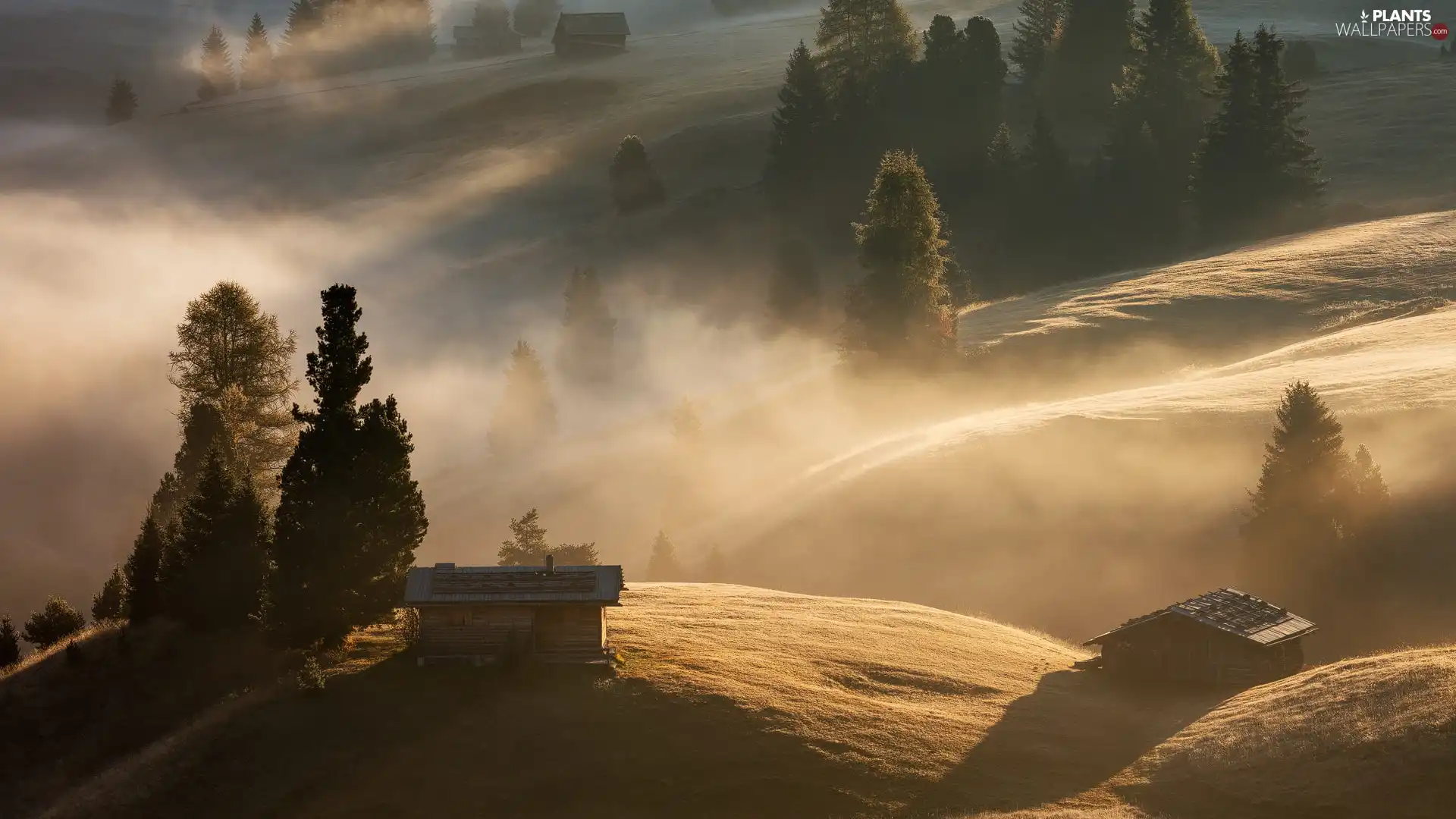 trees, morning, wood, Fog, The Hills, viewes, Sheds