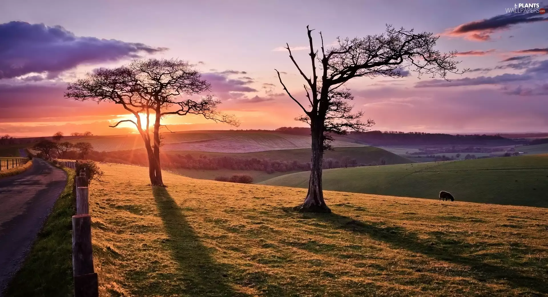 clouds, field, viewes, Great Sunsets, Way, trees, sheep
