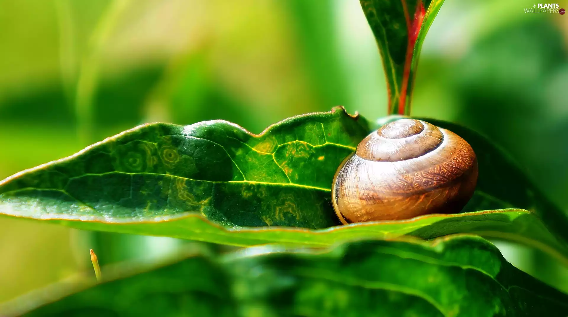 shell, Snail. Leaf