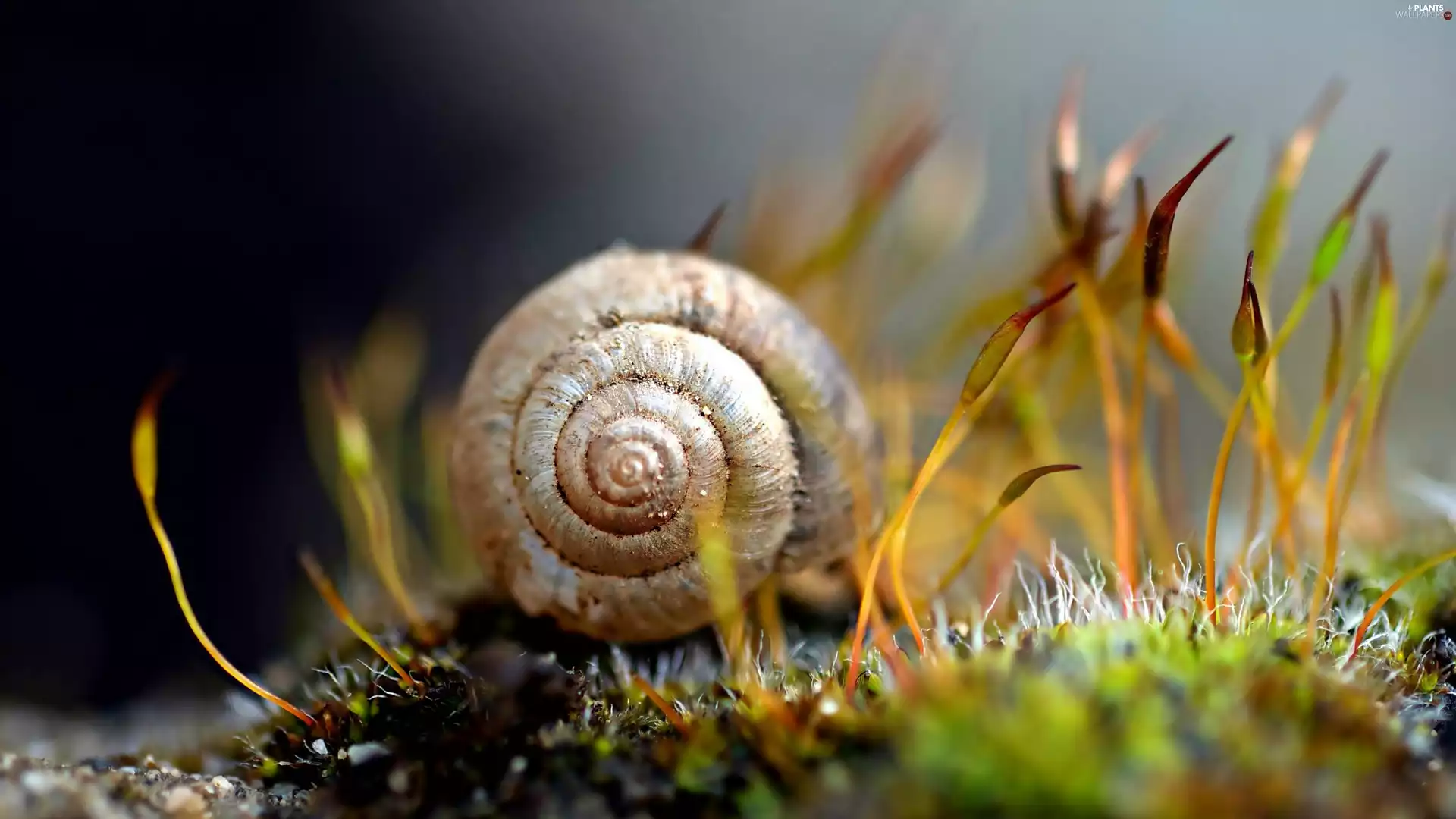 Moss, snail, blur, shell