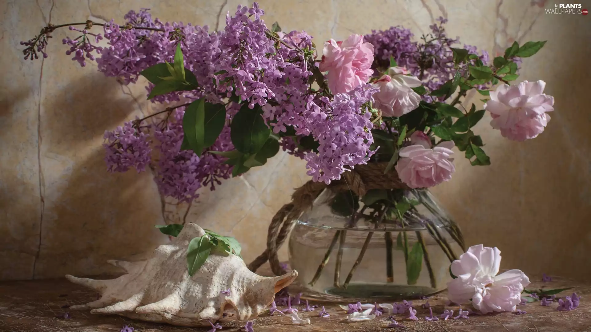 Flowers, decoration, roses, shell, without, Vase