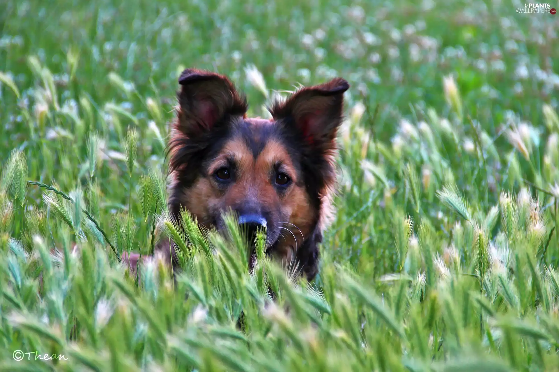 bitch, Shila, ##, grass, dog