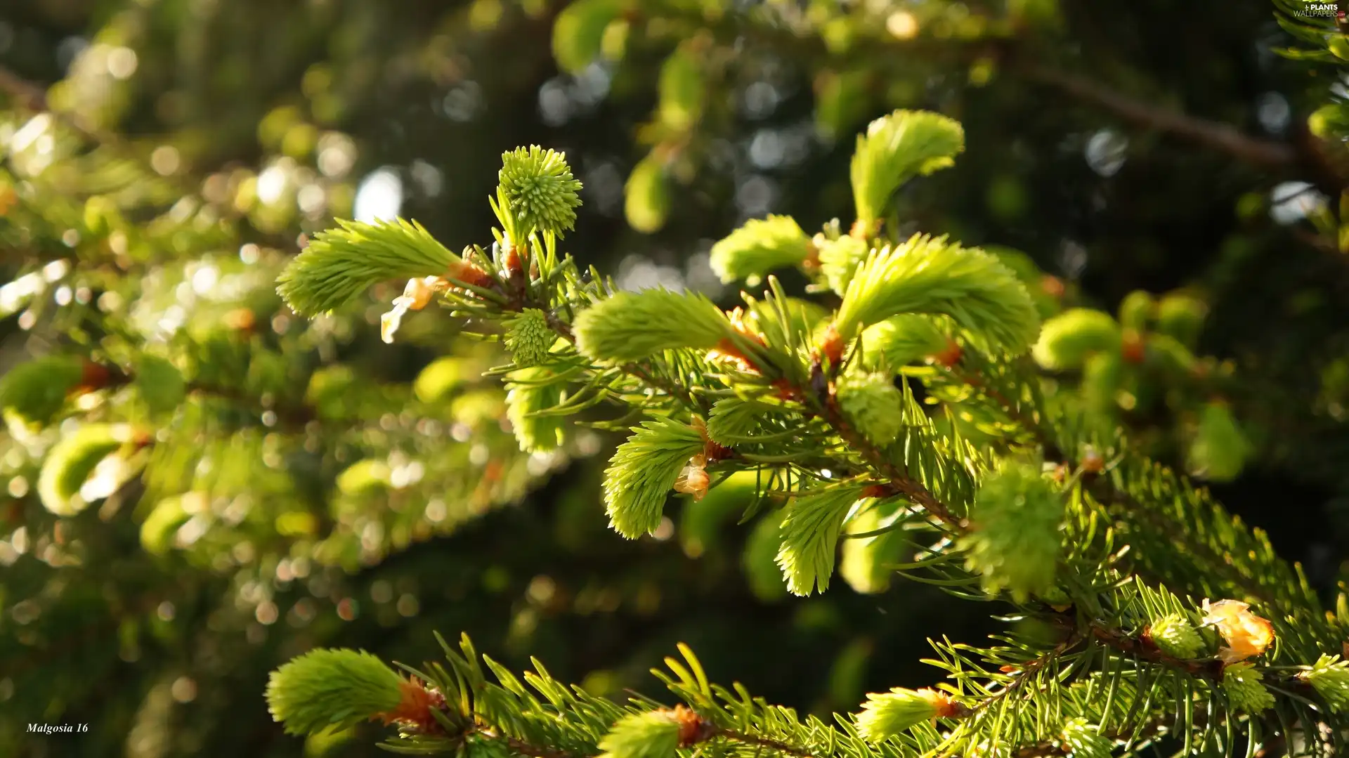 shoots, young, conifer, spruce, Twigs, green ones