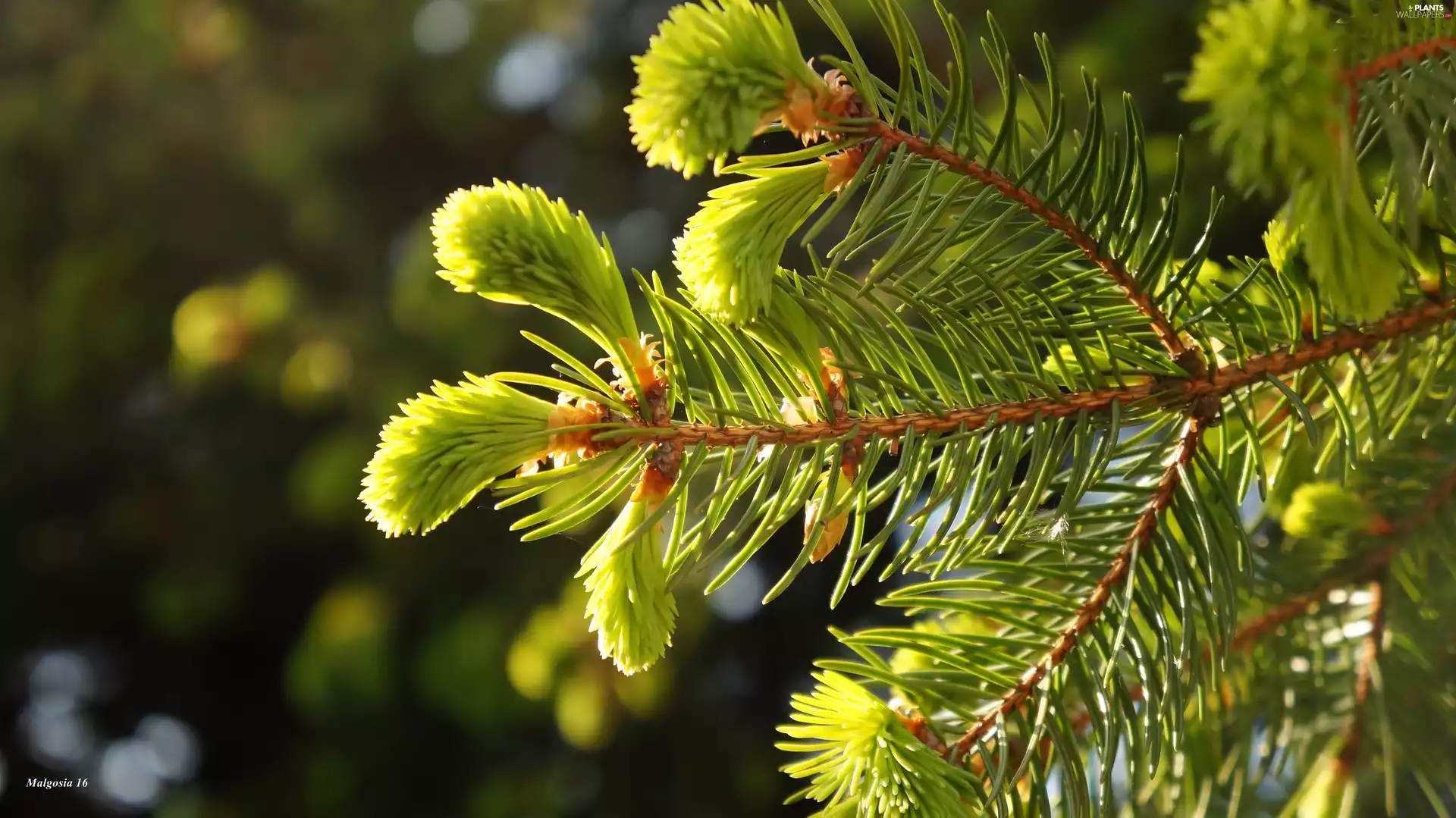spruce, Green, young, shoots, conifer, twig