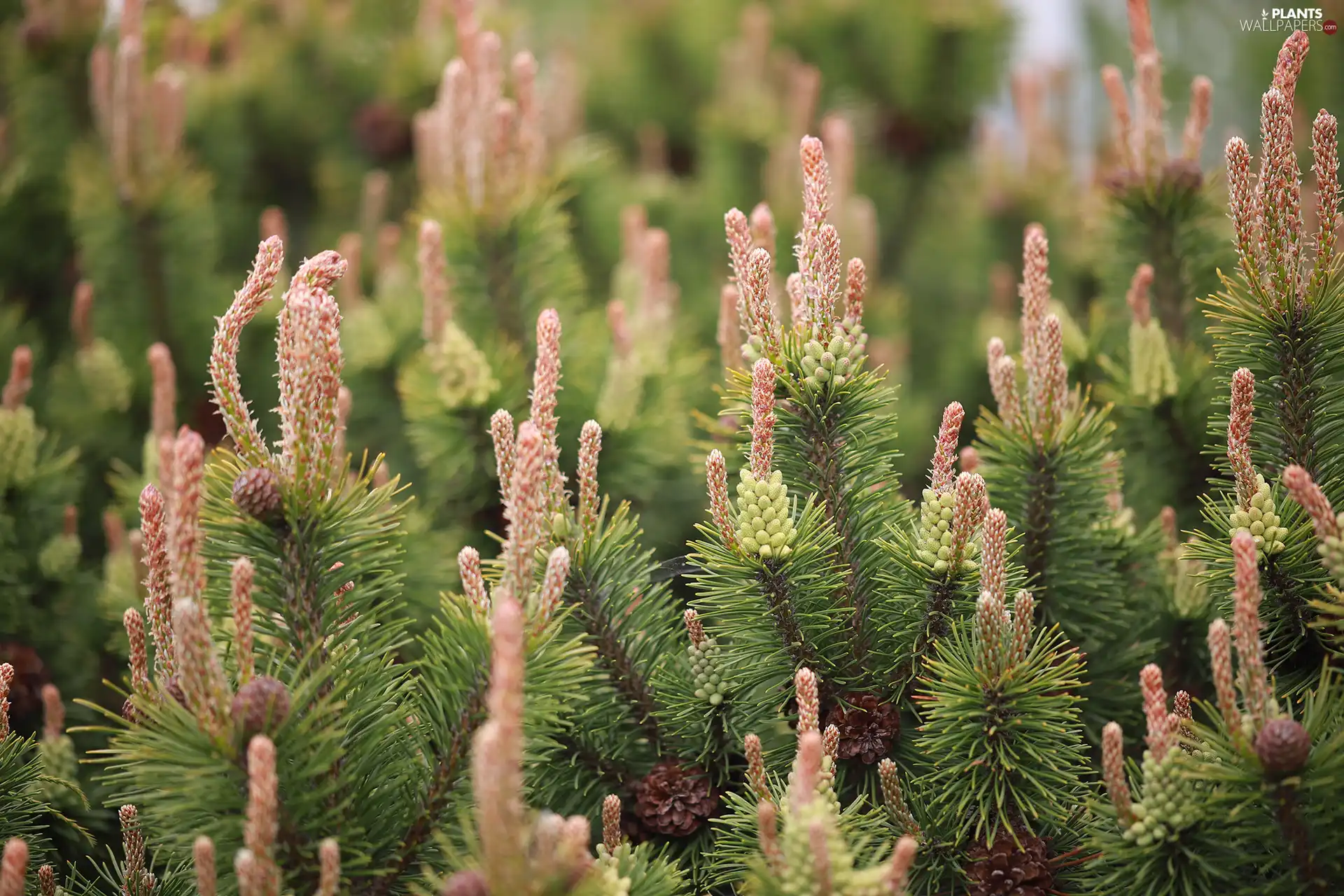 shoots, pine, young