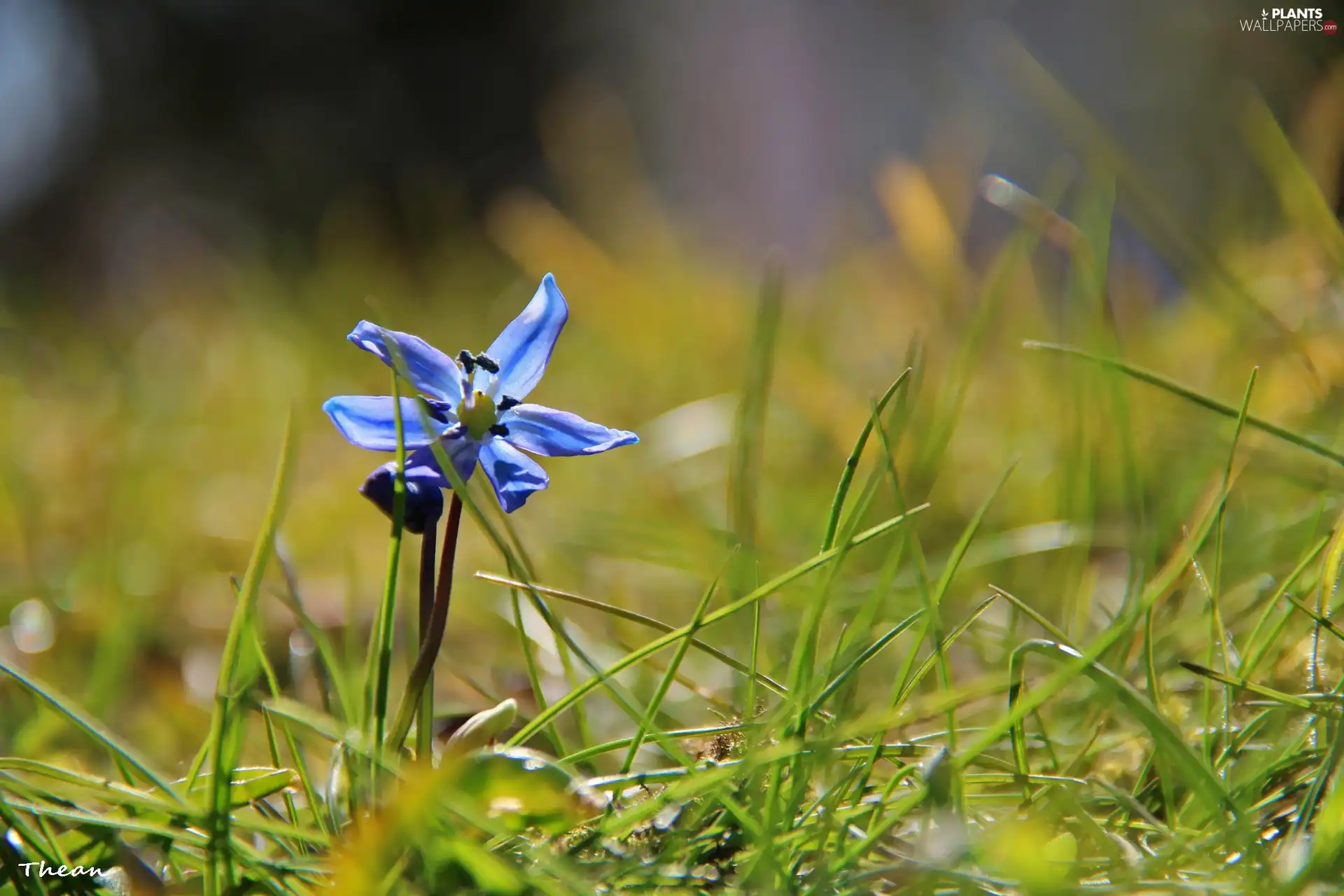 Siberian squill, grass