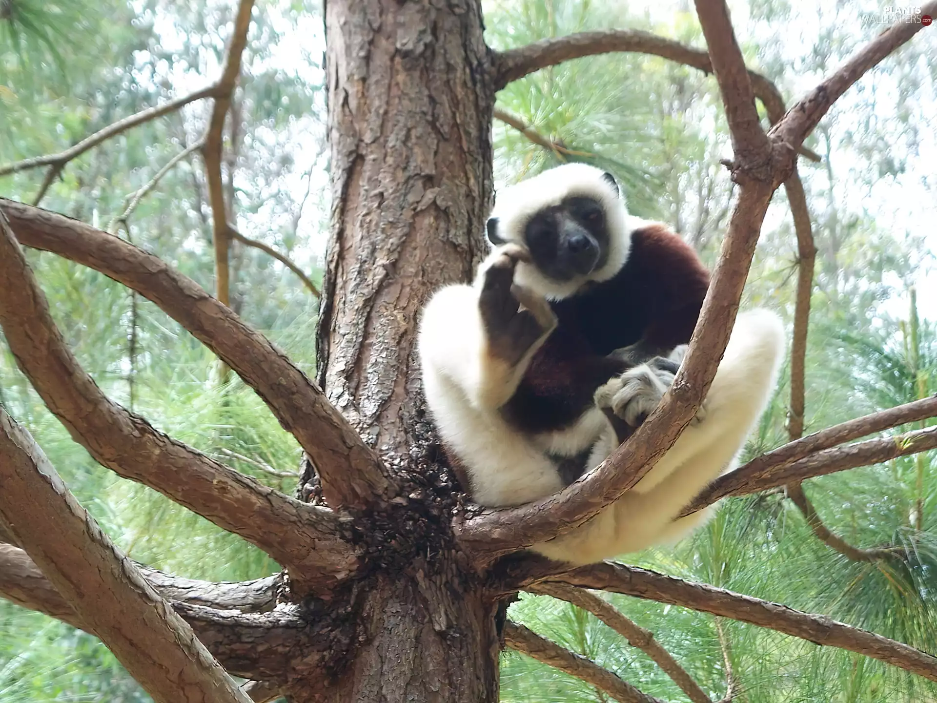 lemur, an, tree, sifaka