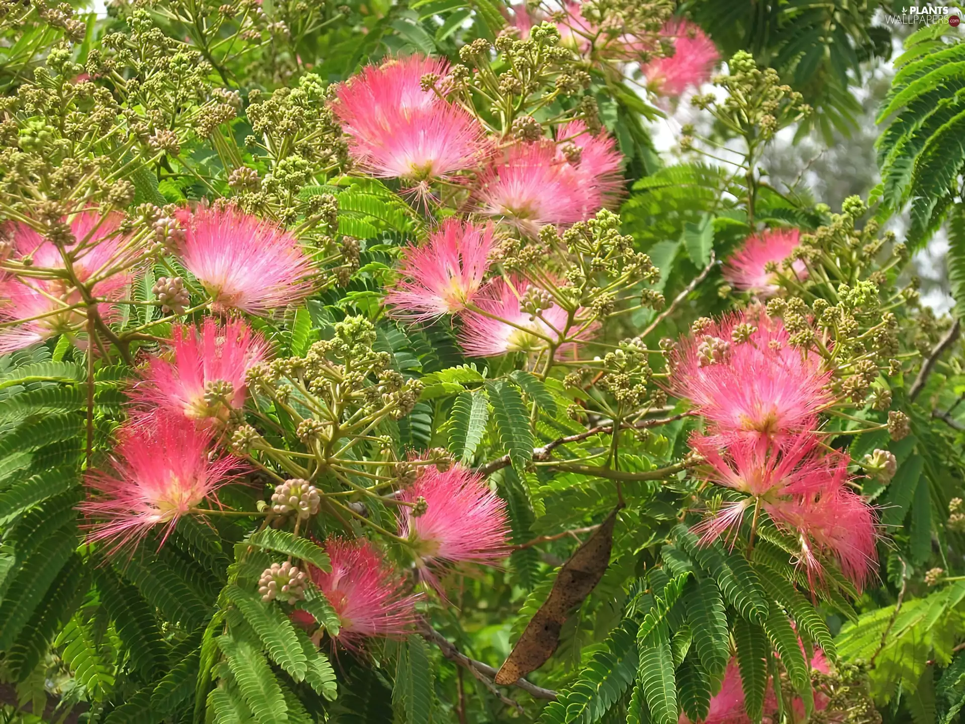 silky, Blossoming, Albizia