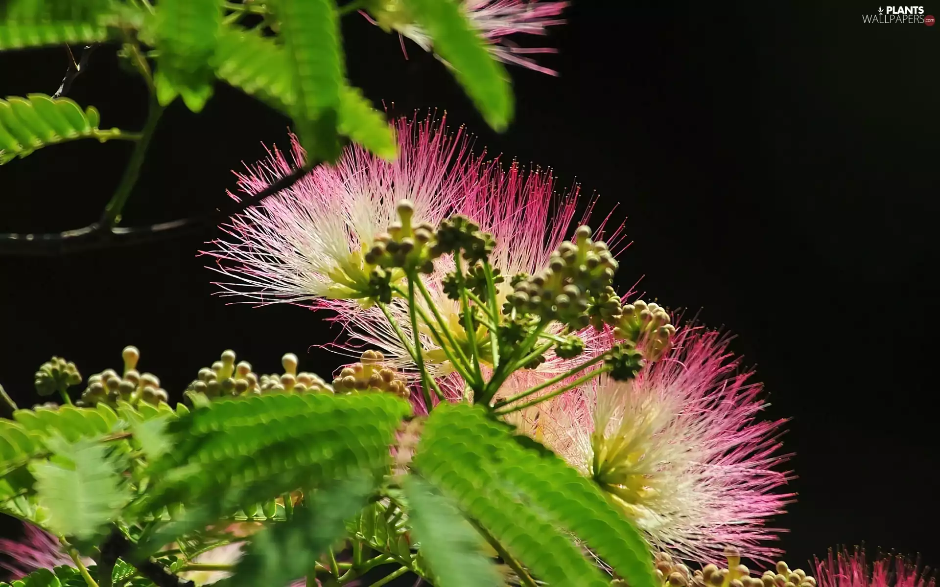 Albizia, Flowers, Leaf, silky