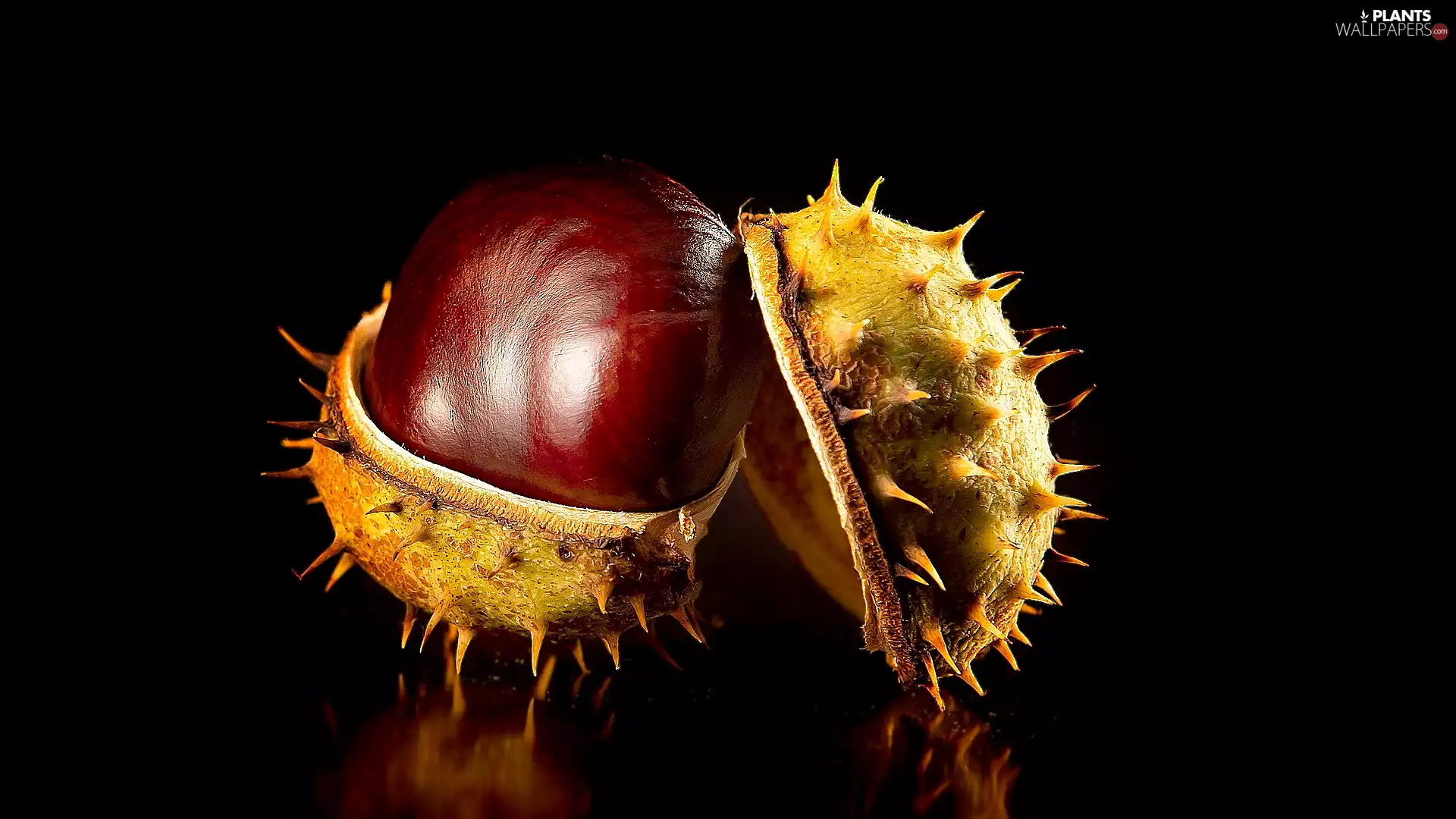 chestnut, Black, background, skin