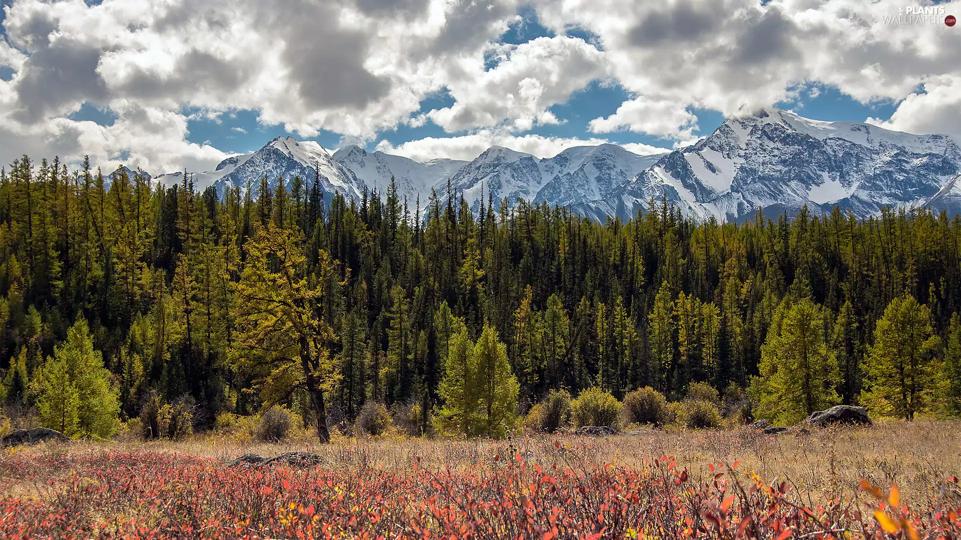 forest, Snowy, autumn, Mountains, clouds, viewes, trees, Sky