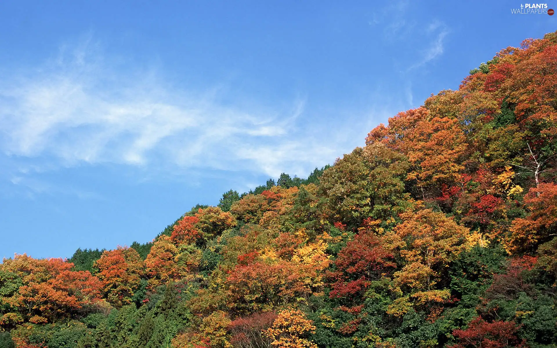 autumn, Sky