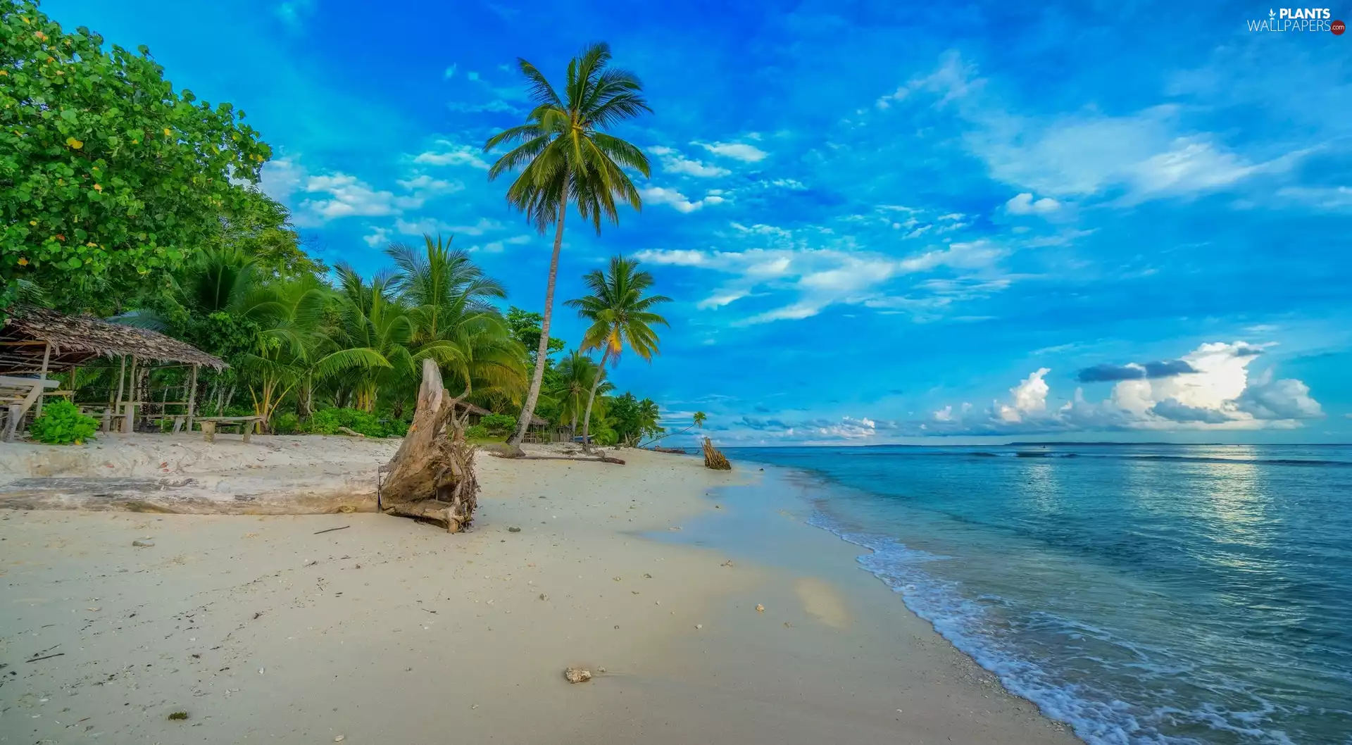 trees, sea, Palms, Sky, viewes, Beaches