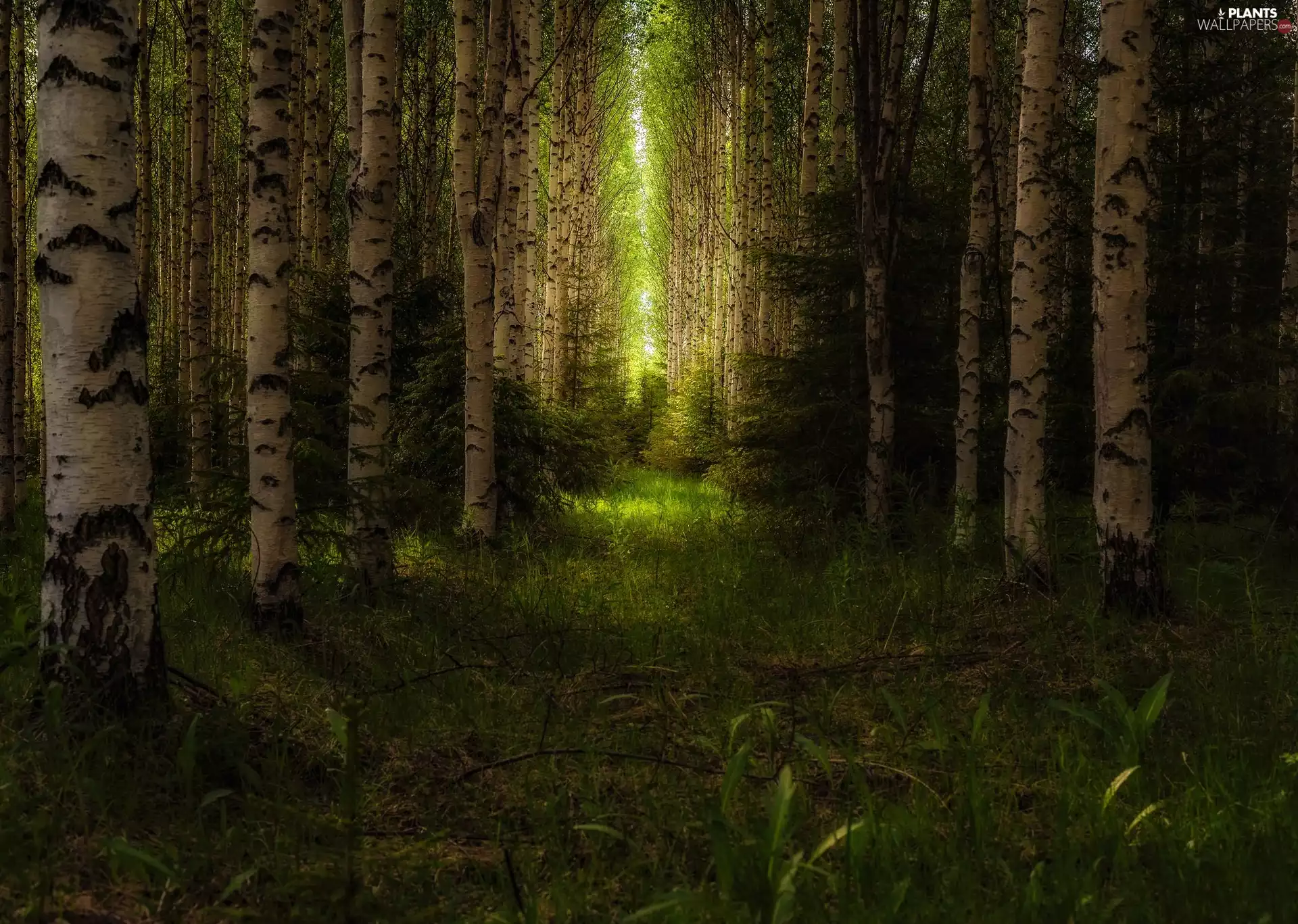 light breaking through sky, forest, birch