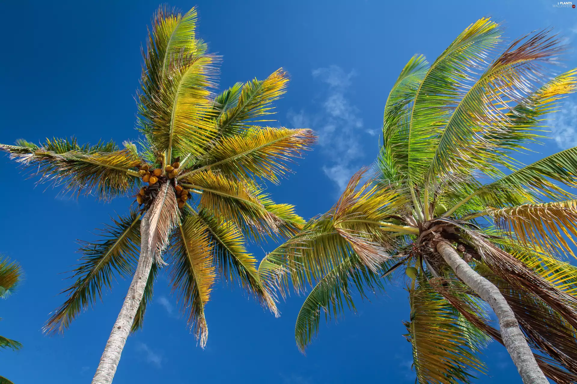 Sky, Palms, blue