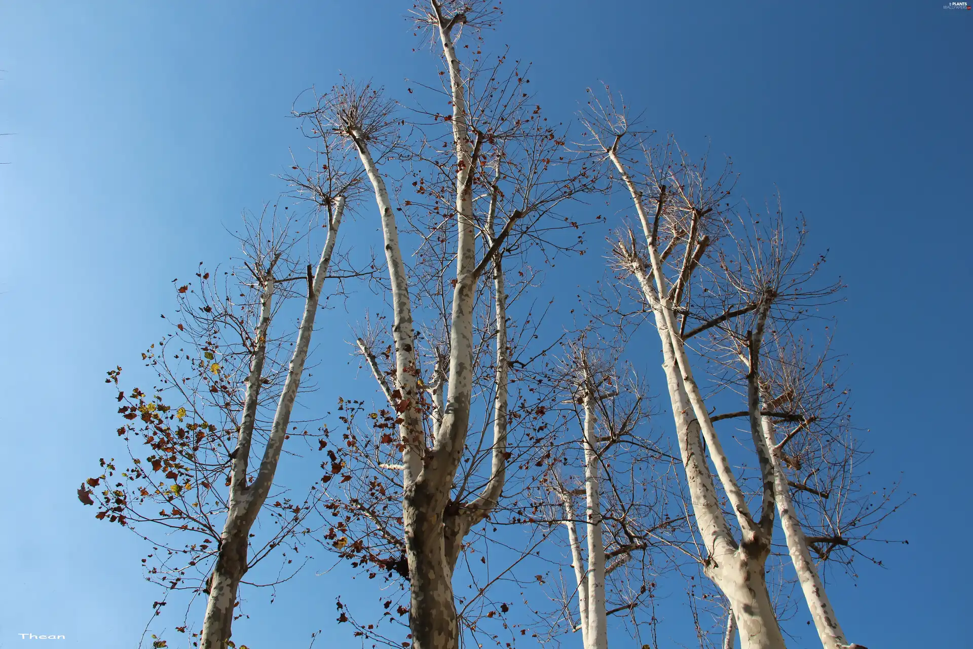 Sky, Platany, blue