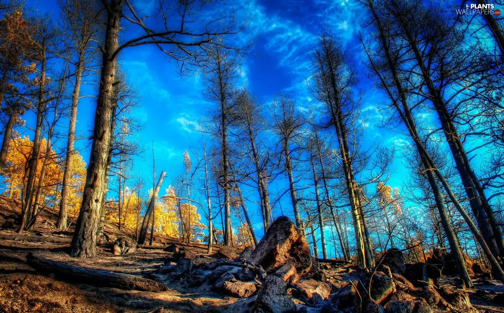 Blue, trees, viewes, Sky