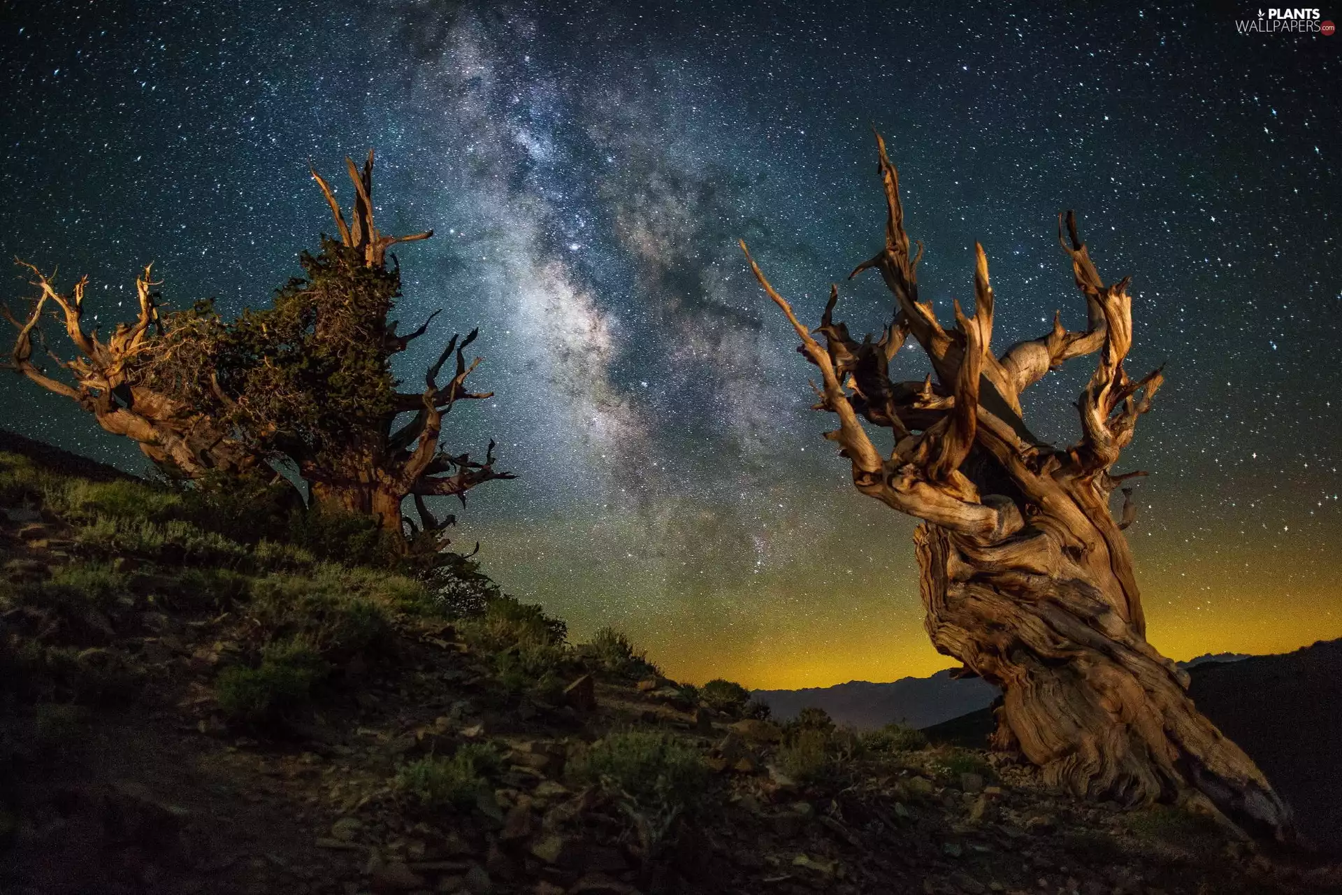 trees, Two cars, Sky, star, viewes, dry