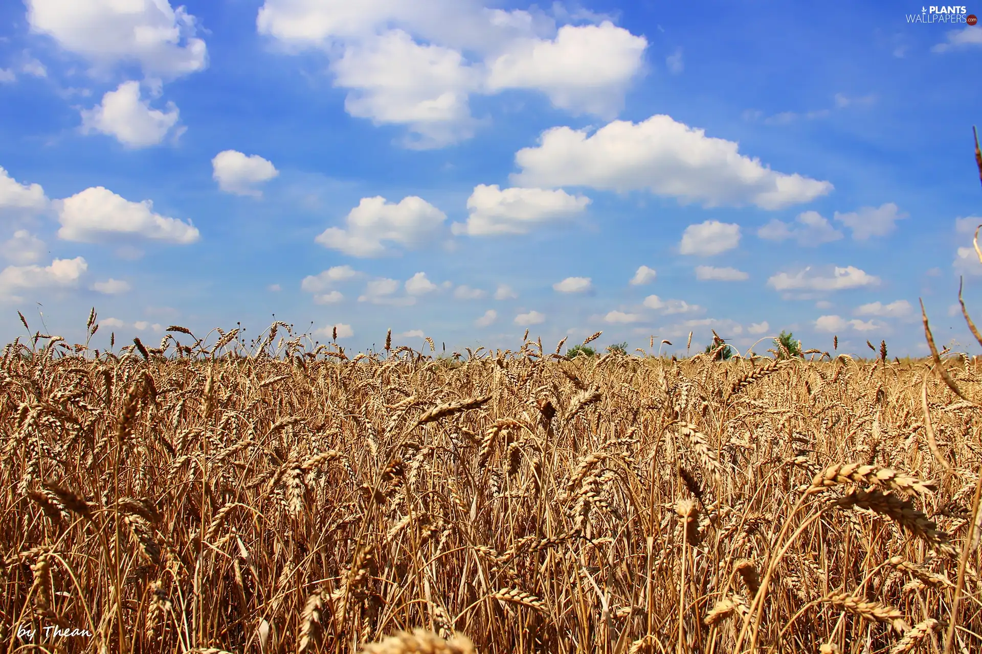 Sky, clouds, Field, blue, corn