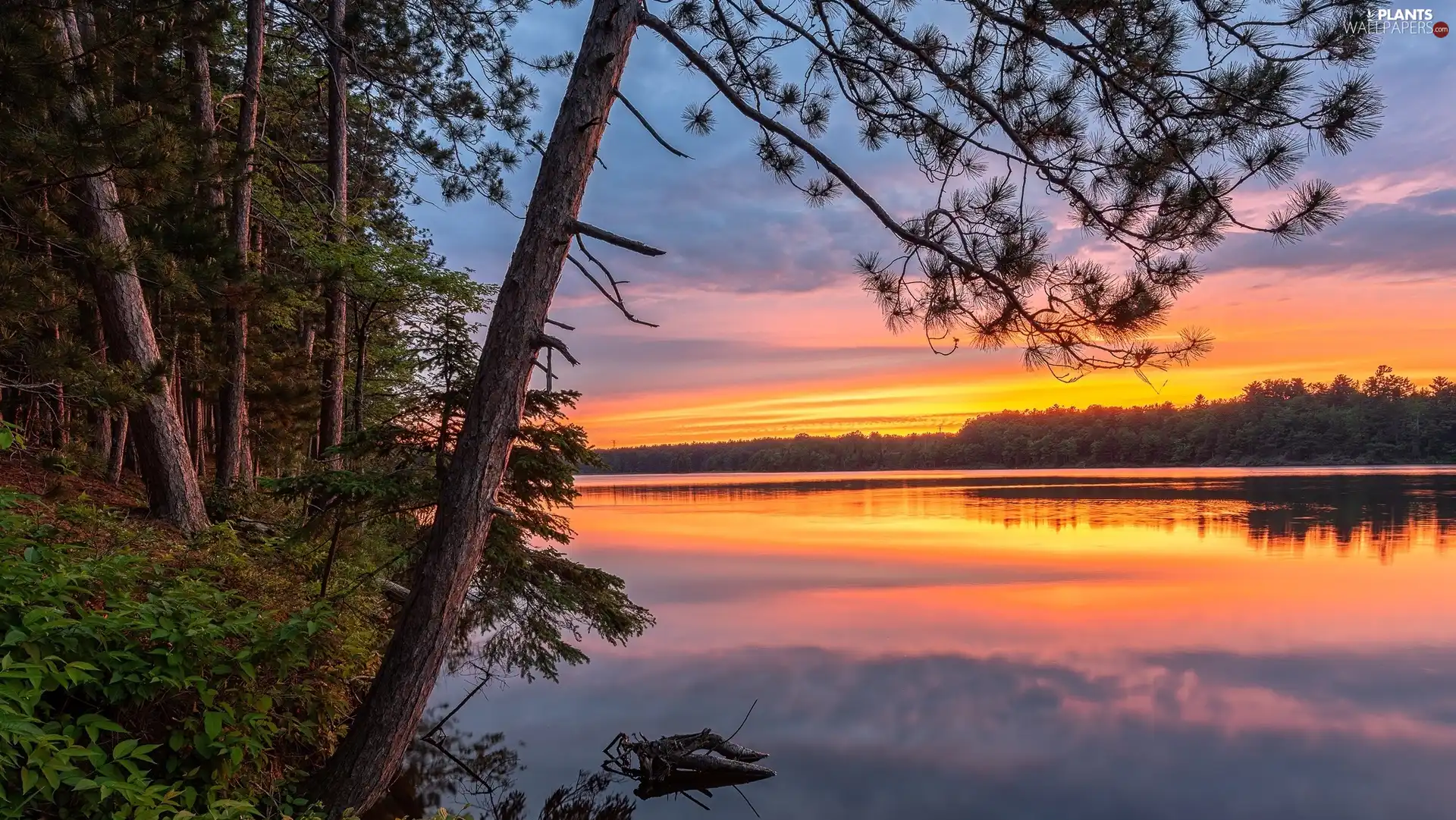 viewes, forest, color, trees, lake, Great Sunsets, Sky