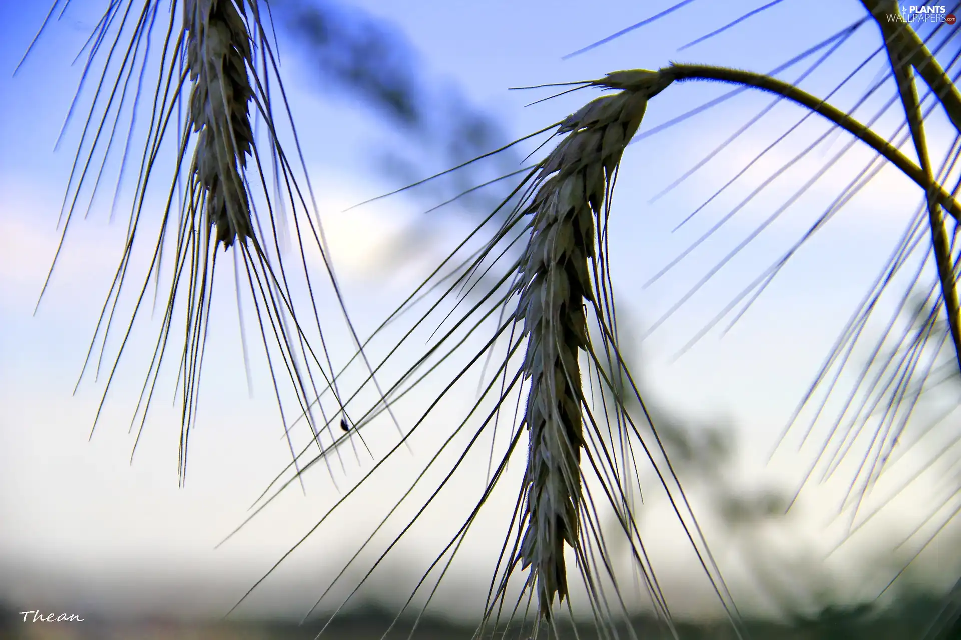 Sky, Ears, corn