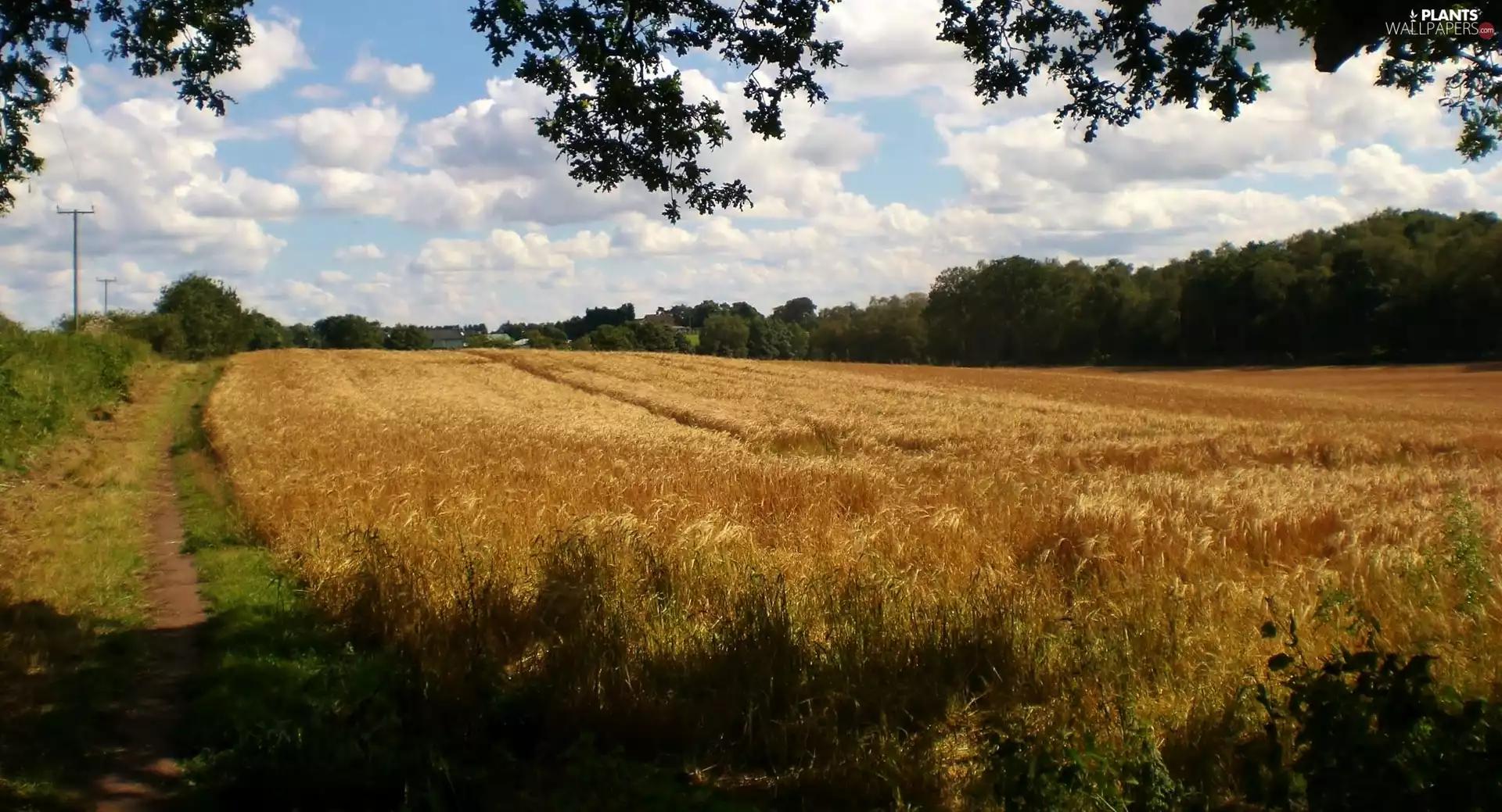 Sky, Field, corn