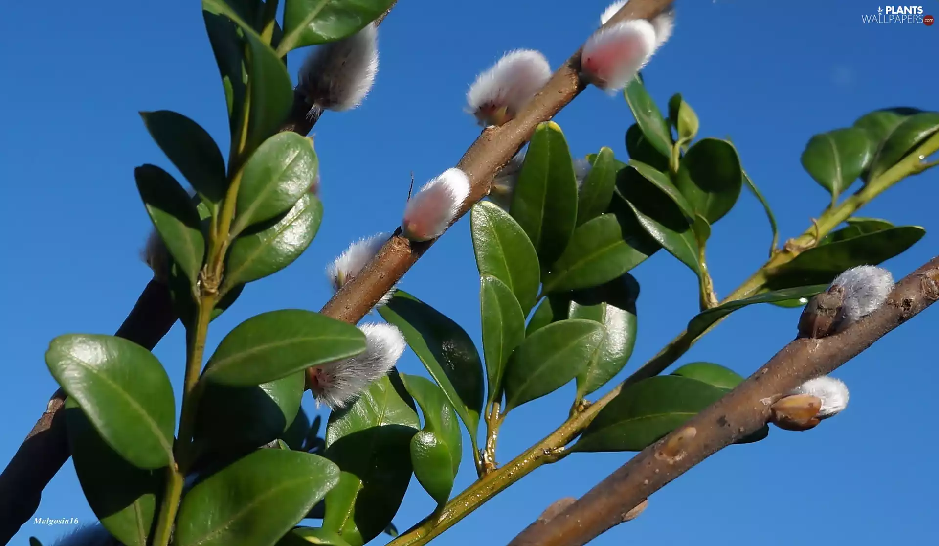 green ones, database, Boxwood, Twigs, Willow, Leaf, Sky