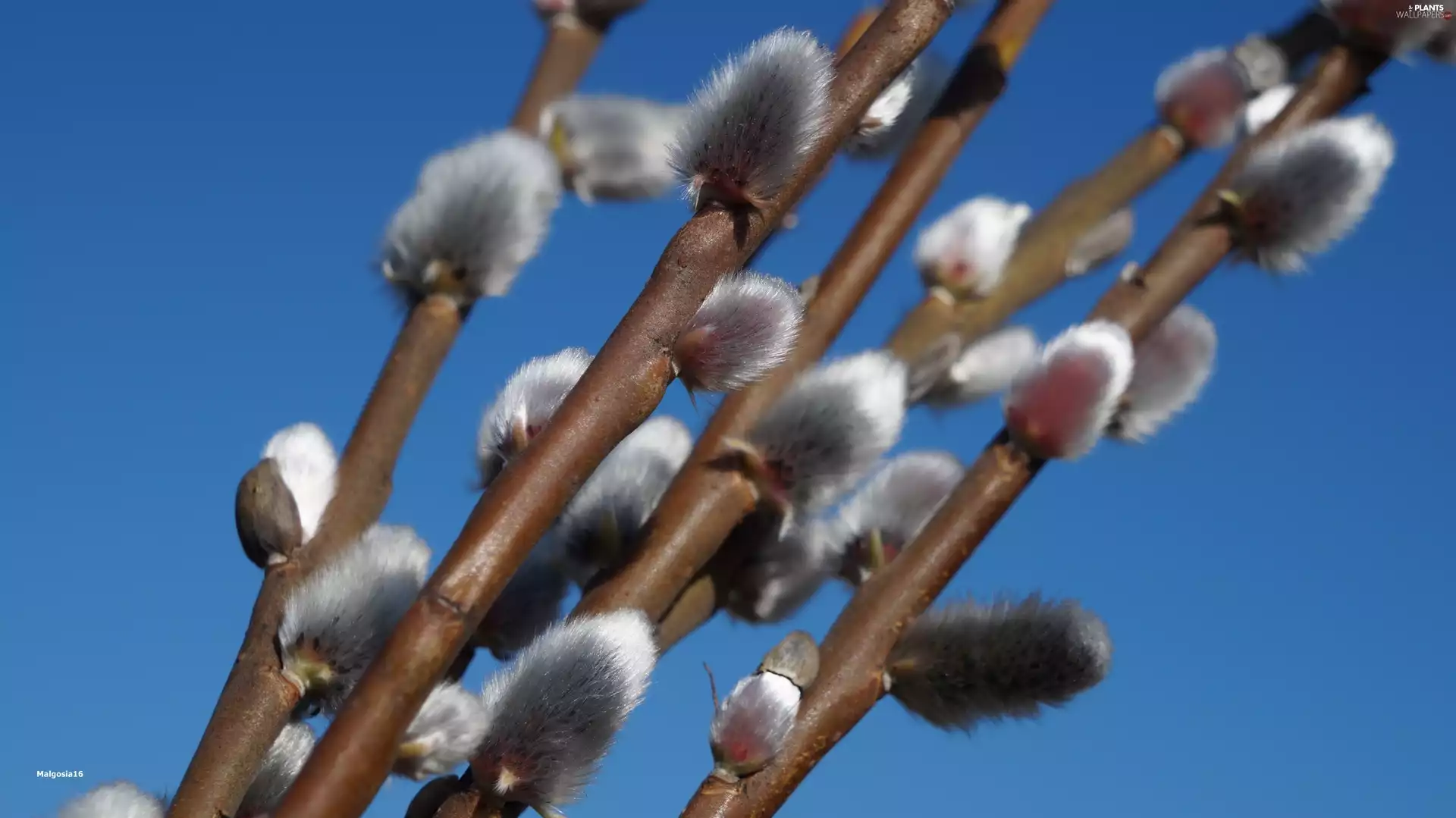 Blue, Sky, database, Twigs, Willow