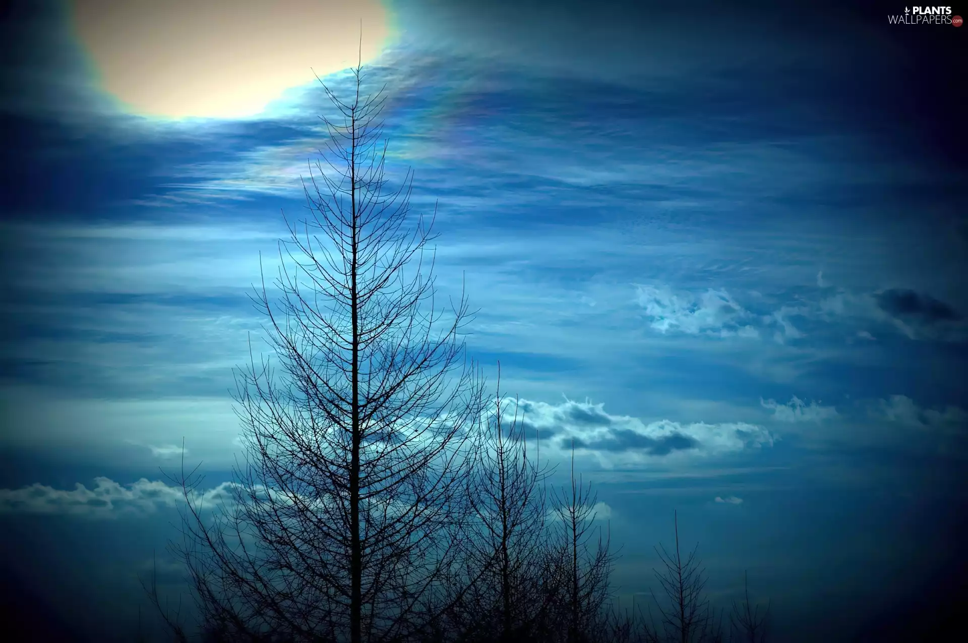 Evening, trees, viewes, Sky