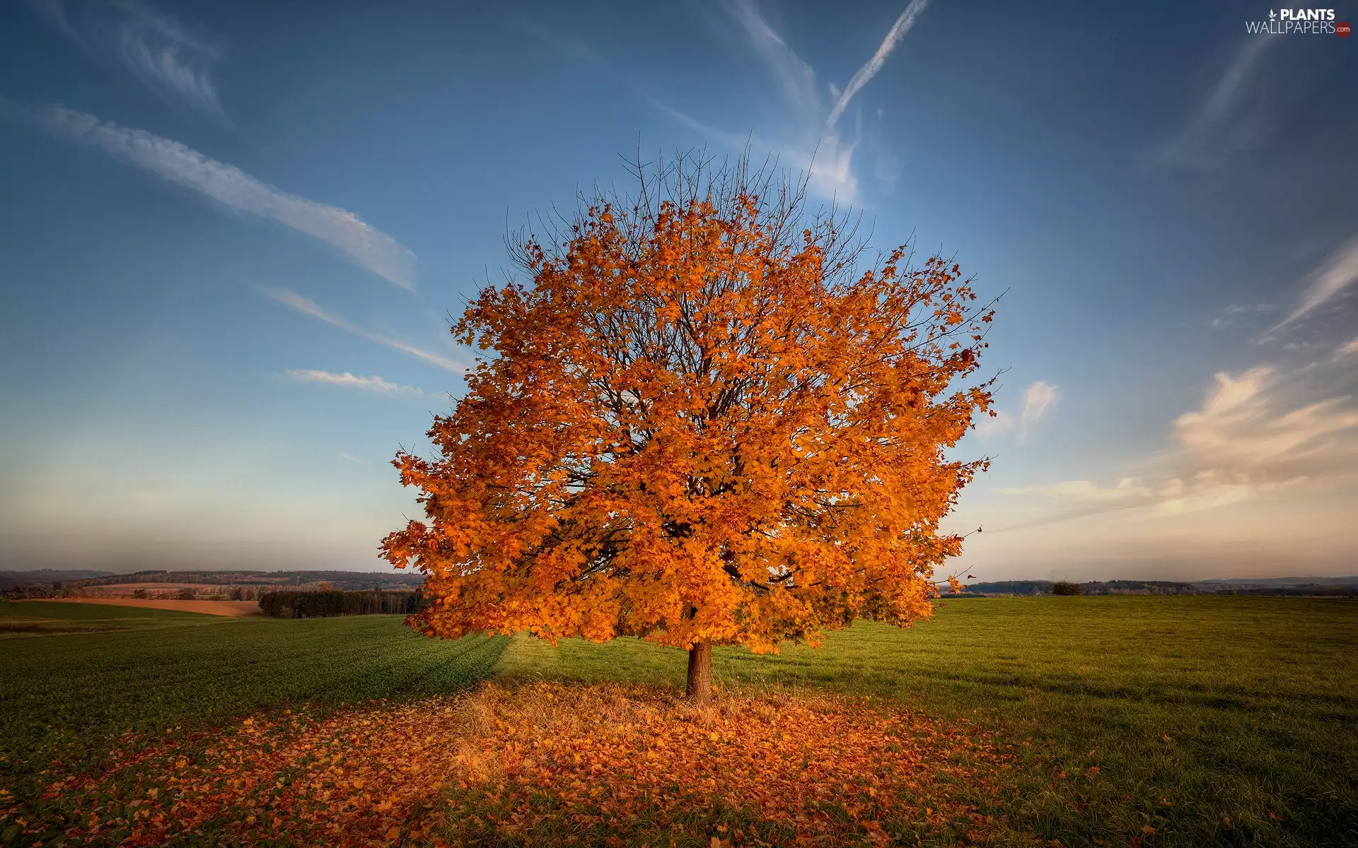 grass, Sky, Field, trees, autumn
