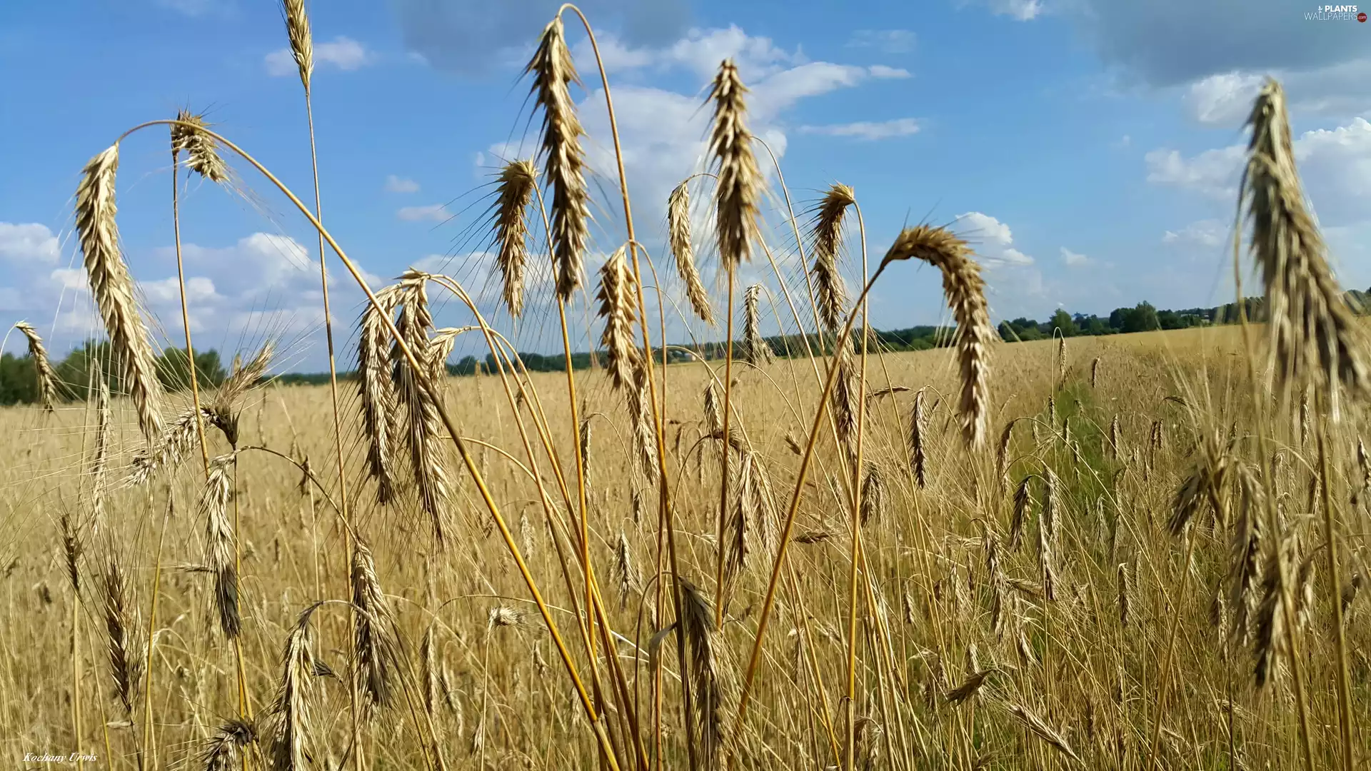 Field, Ears, corn, Sky