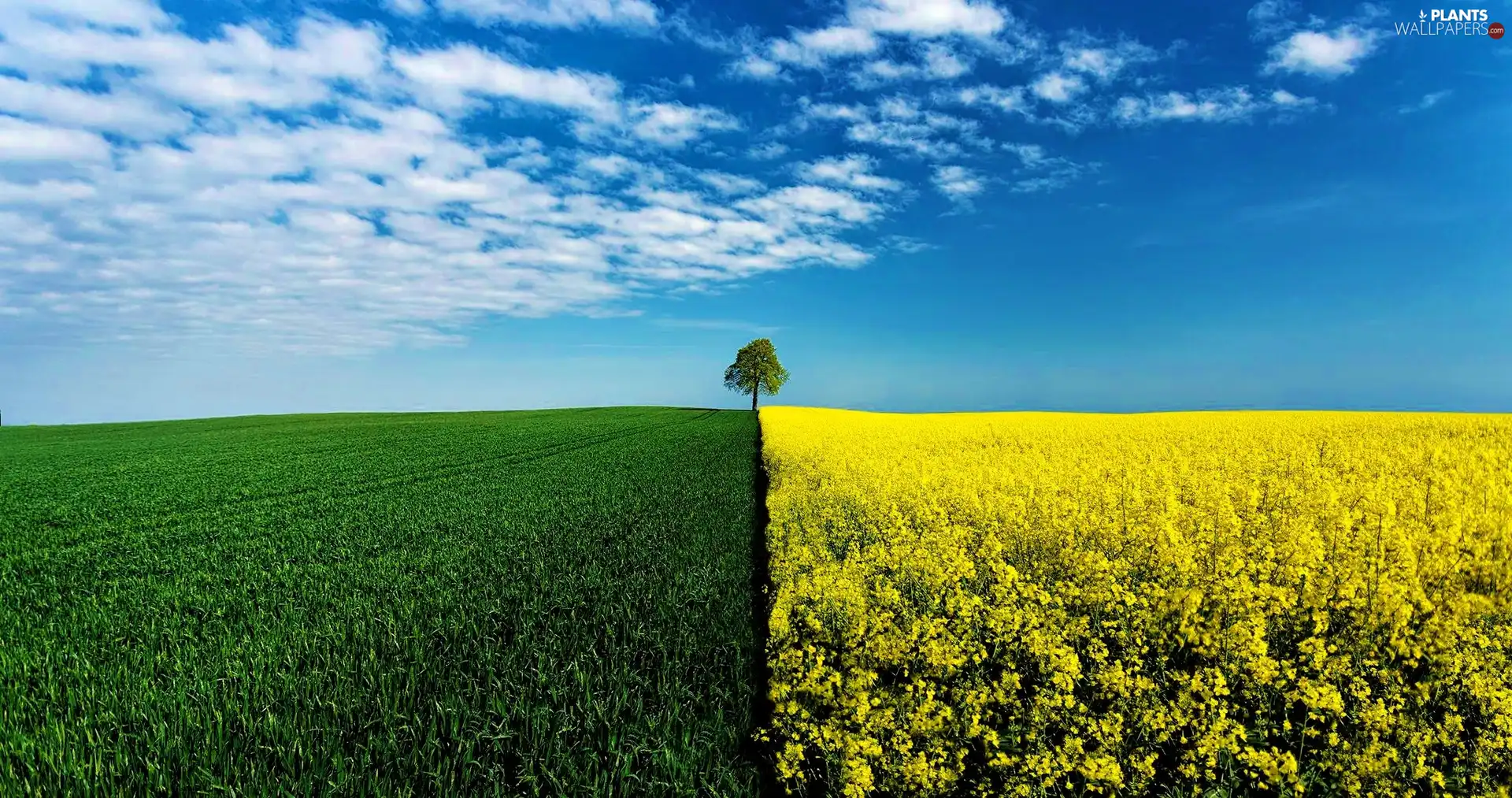 field, trees, Sky, cultivated