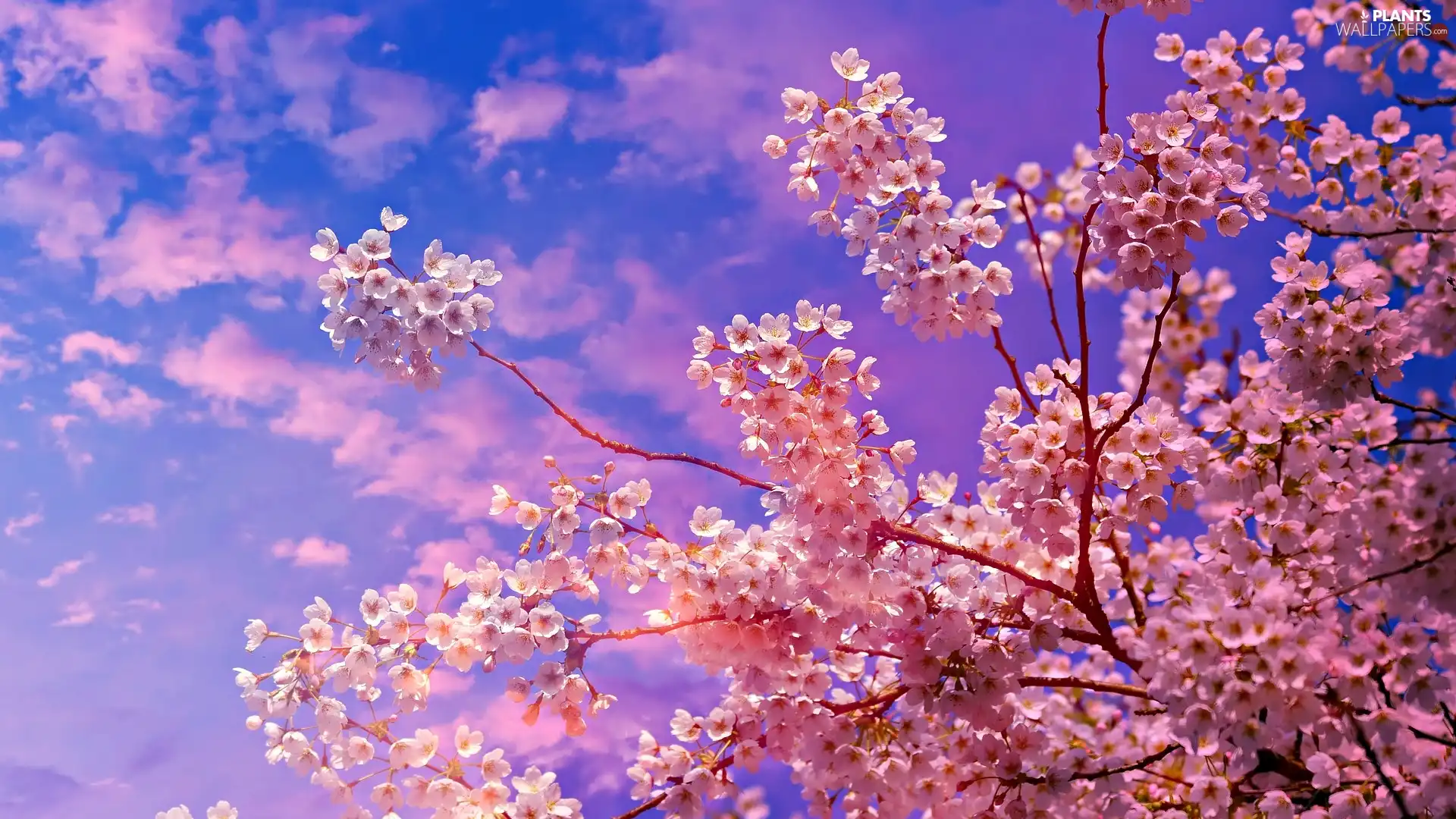 cherry, flourishing, Flowers, Fruit Tree, Spring, Pink, Sky