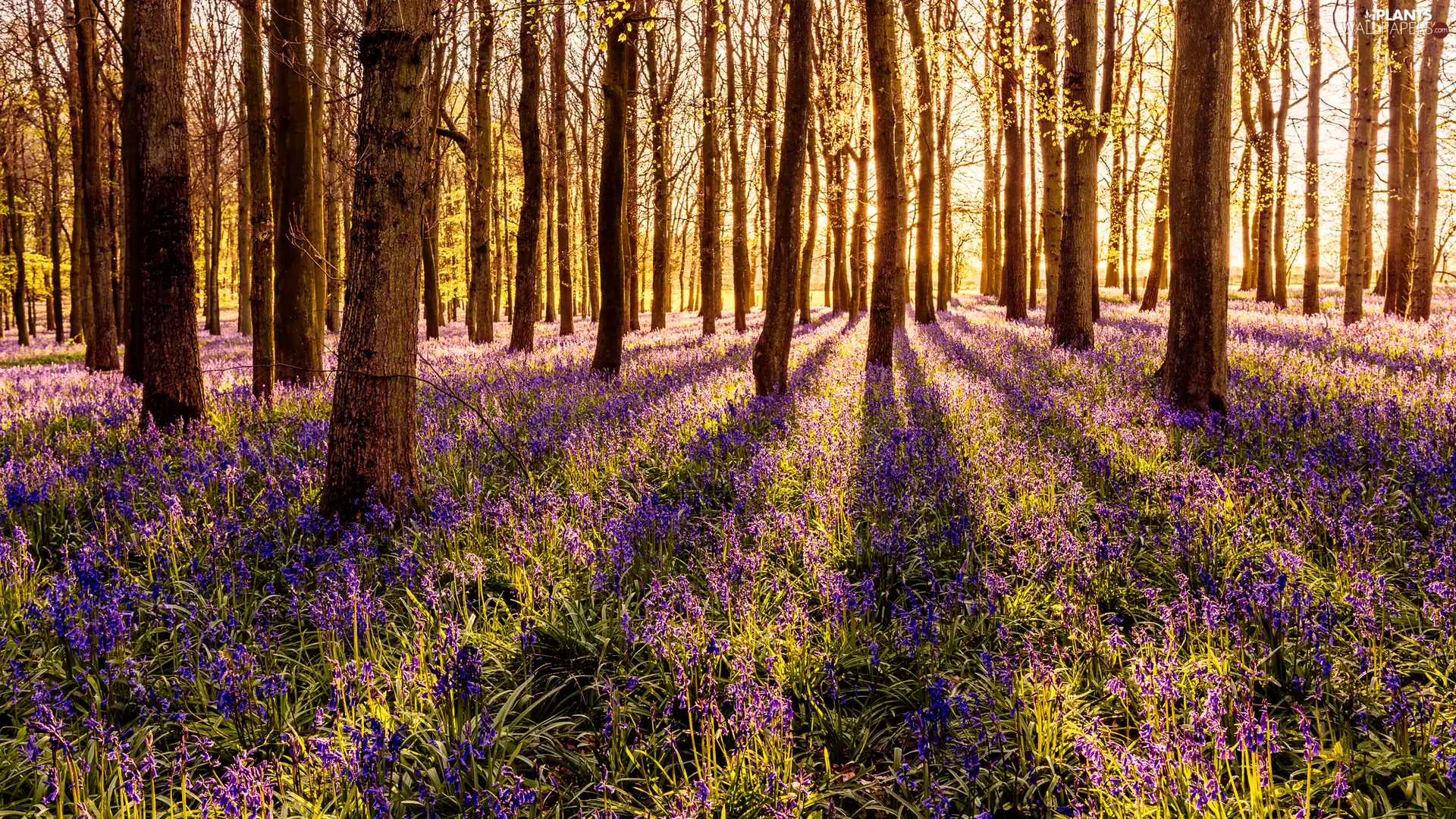 car in the meadow, Flowers, light breaking through sky, ringtones, viewes, forest, Spring, trees