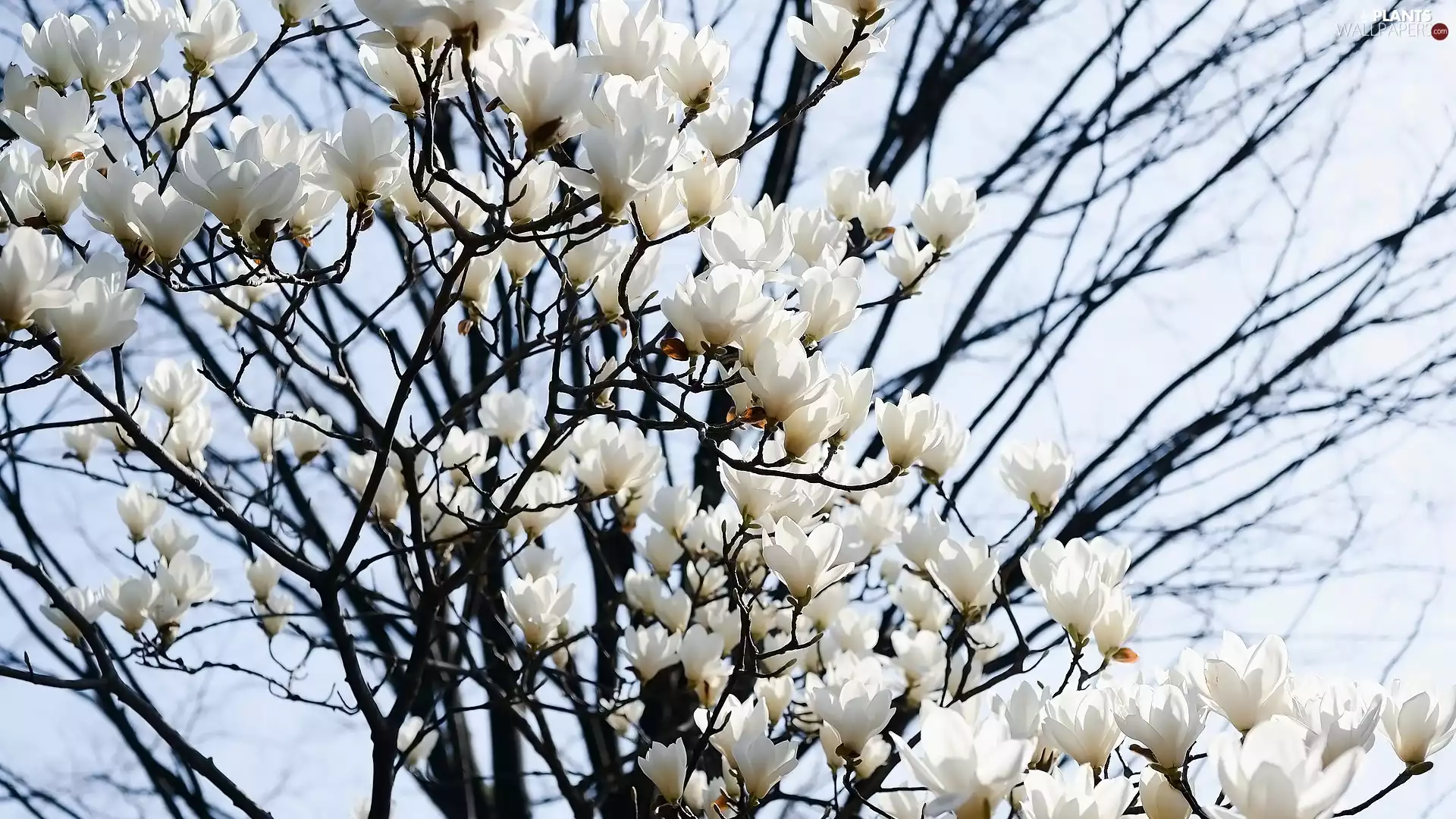 Twigs, Sky, Flowers, Magnolia, White