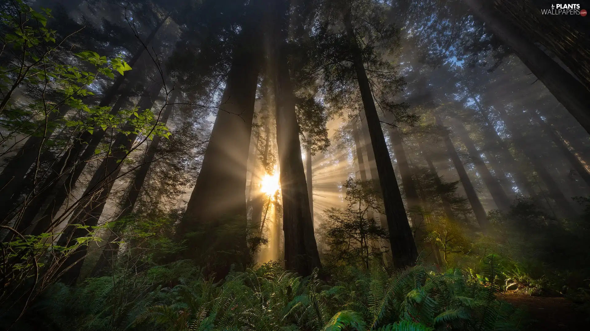 viewes, fern, forest, trees, light breaking through sky