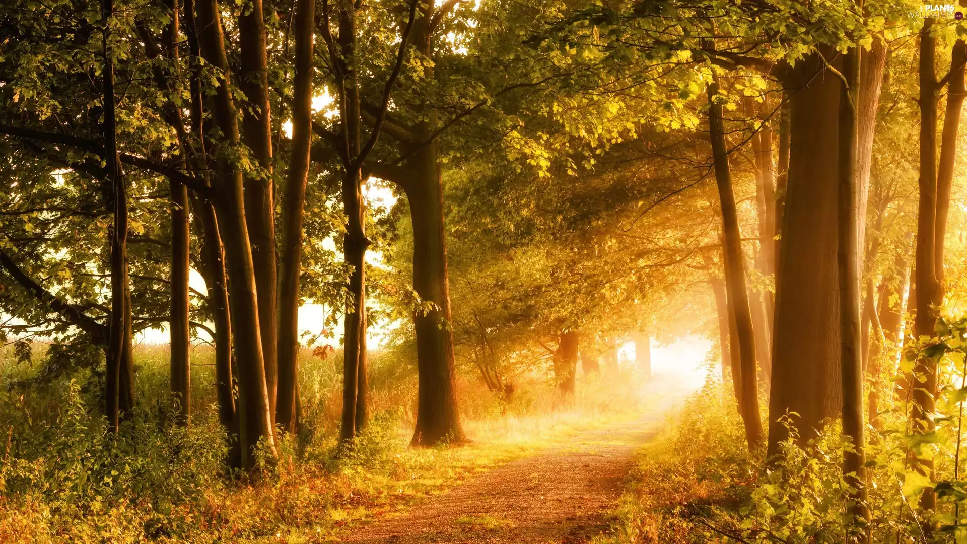 viewes, Path, forest, trees, light breaking through sky